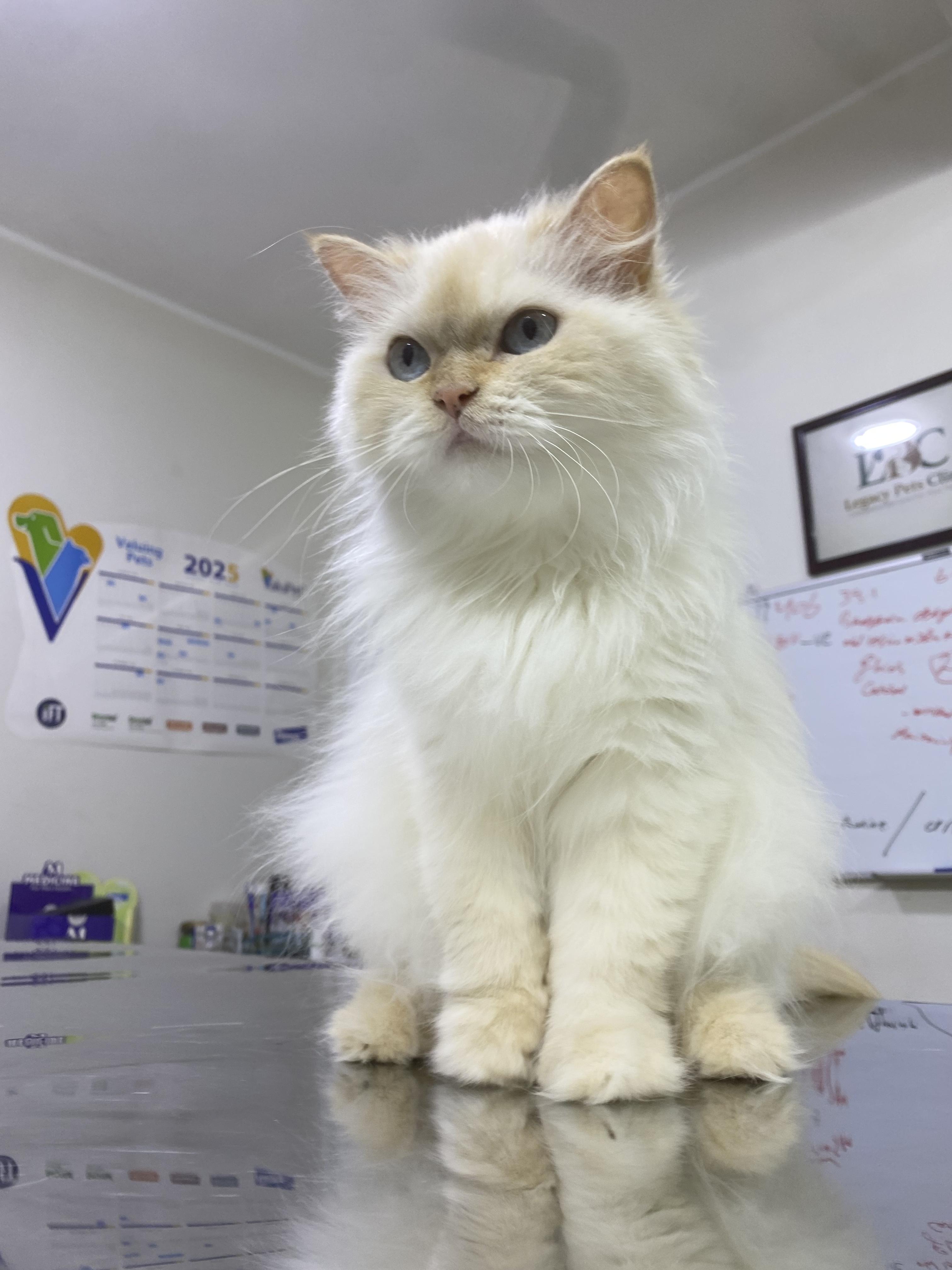 Enlarge Jasmine - A Sweet, Loving Cat Looking for Her Forever Home., a ADOPTABLE mixed breed in North York, ON image 4/6