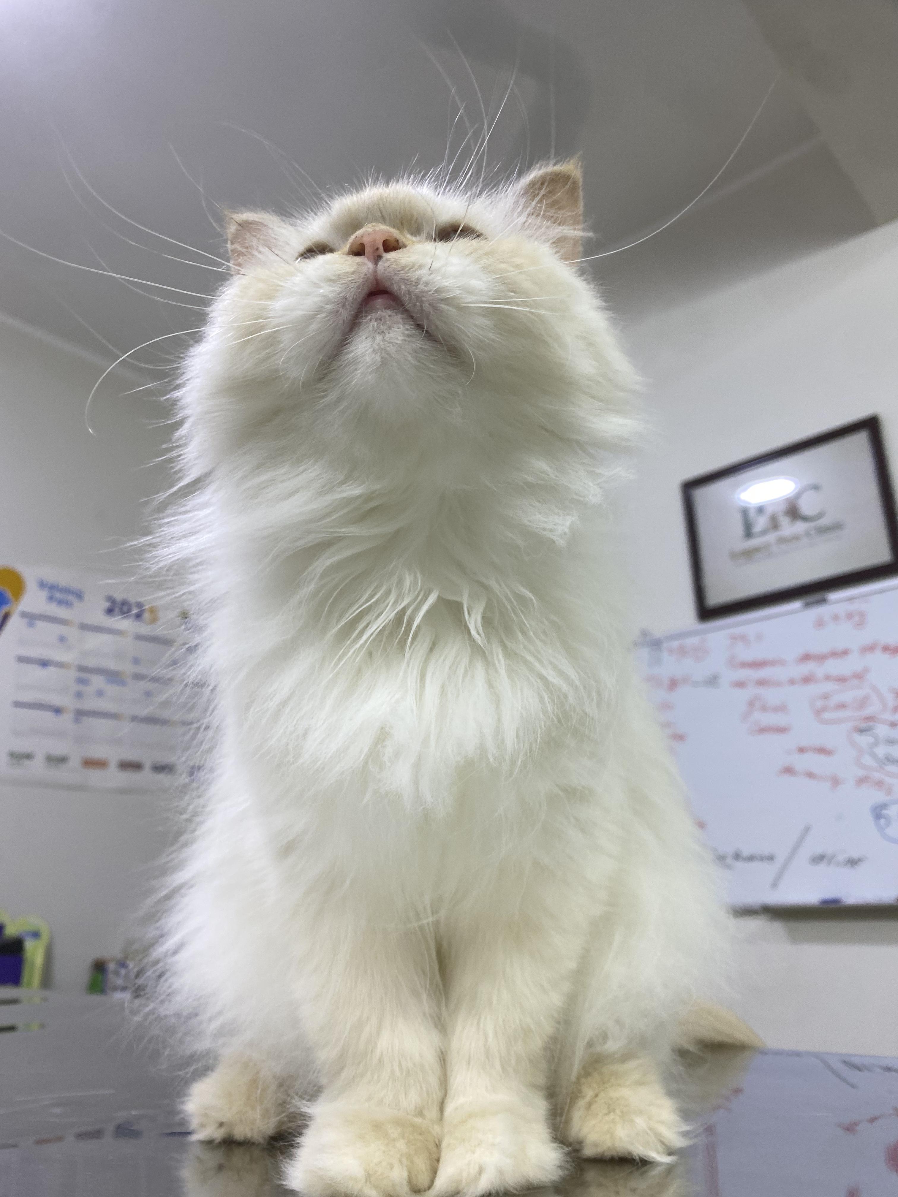 Enlarge Jasmine - A Sweet, Loving Cat Looking for Her Forever Home., a ADOPTABLE mixed breed in North York, ON image 3/6