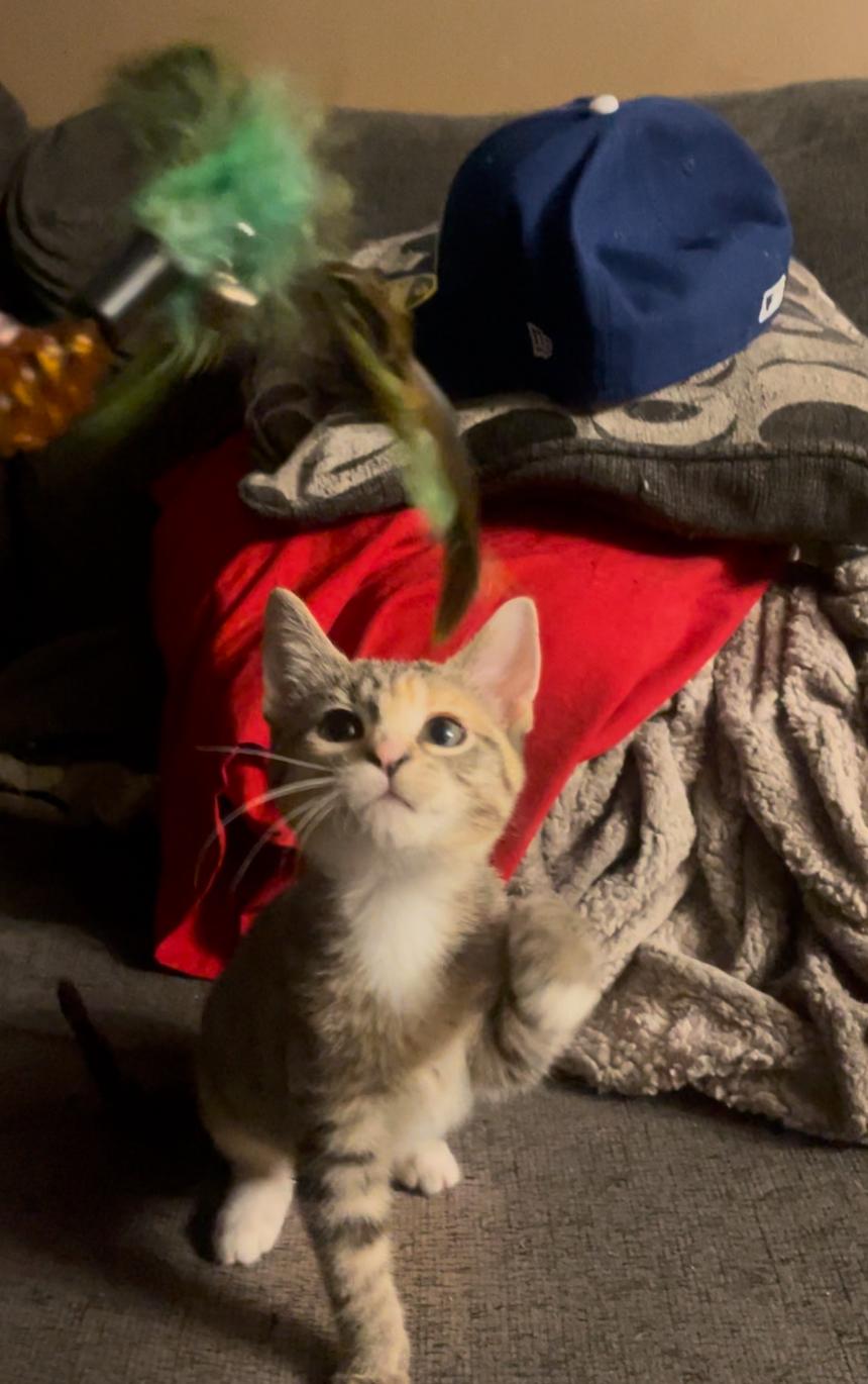 Enlarge CJ, a Adopted Domestic Short Hair in Kirksville, MO image 3/5