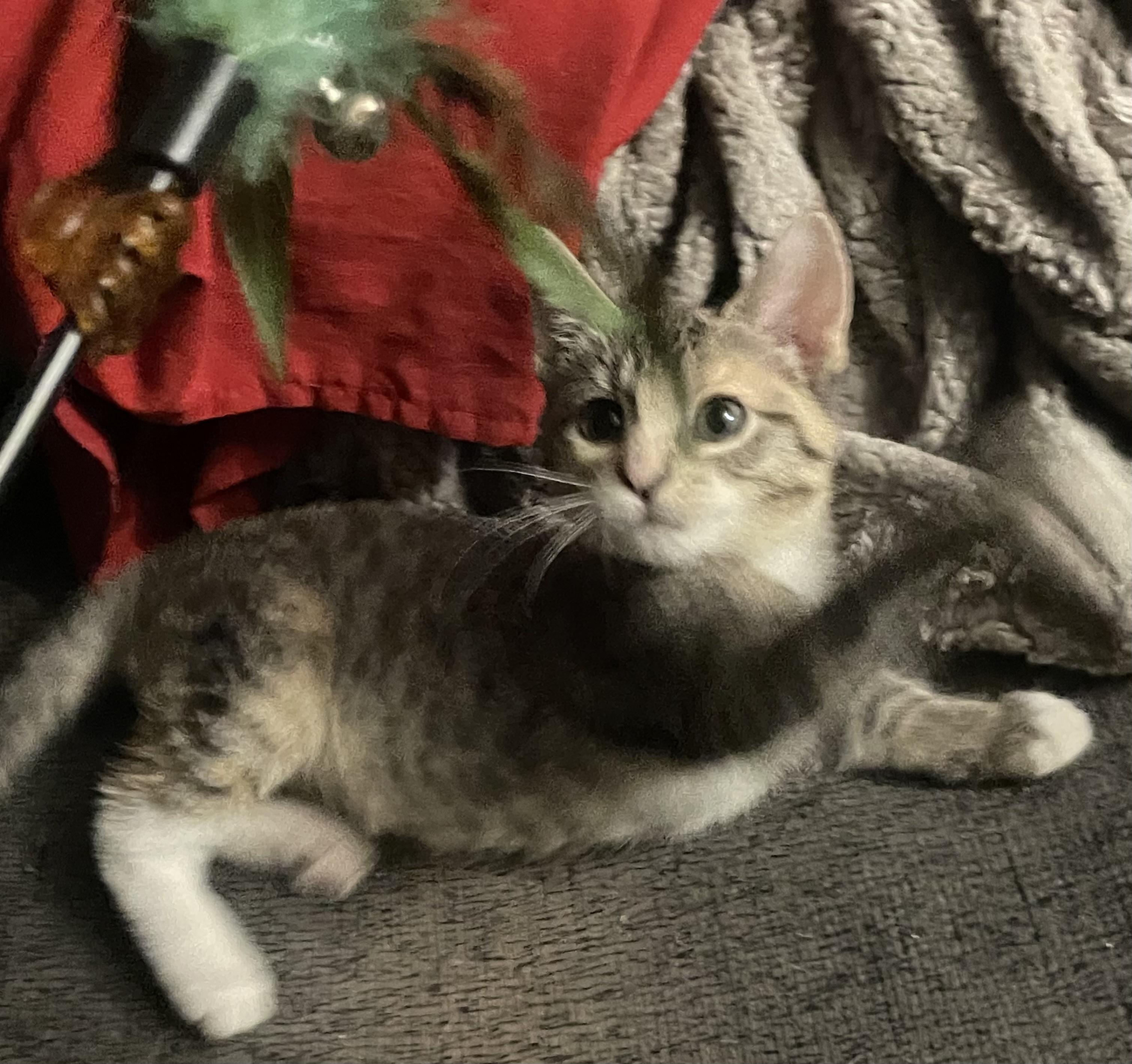 Enlarge CJ, a Adopted Domestic Short Hair in Kirksville, MO image 1/5