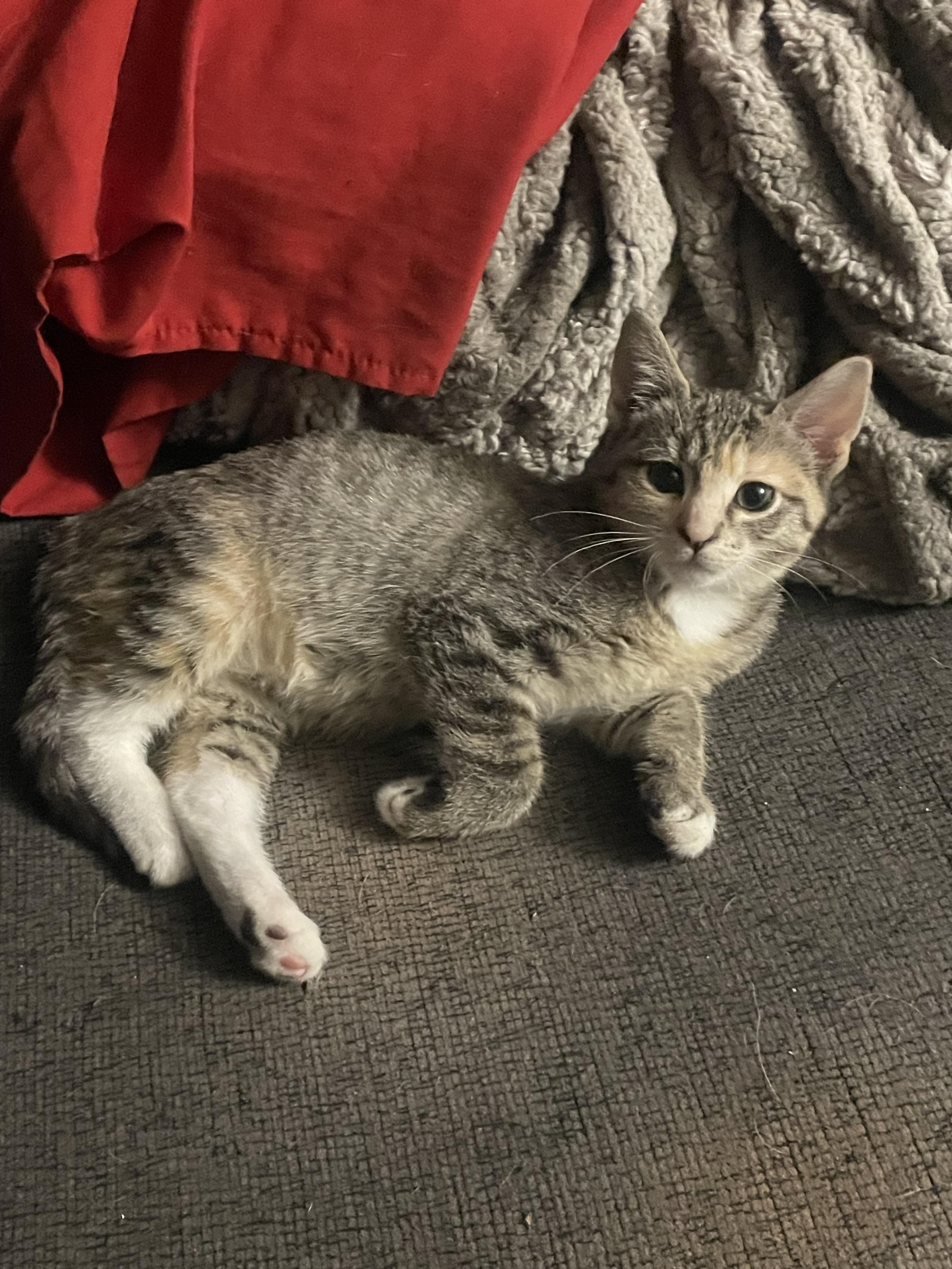 Enlarge CJ, a Adopted Domestic Short Hair in Kirksville, MO image 4/5