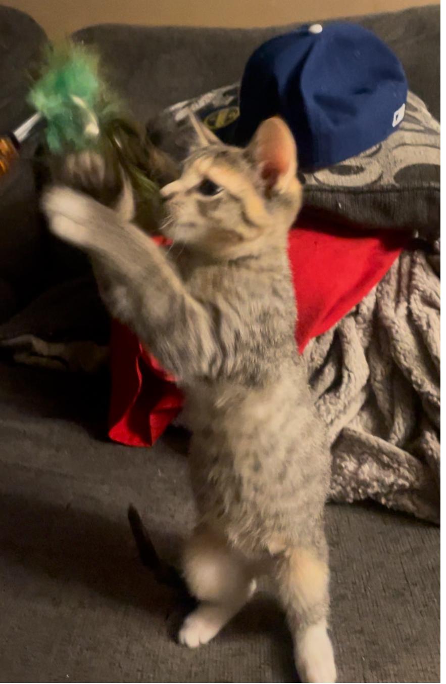 Enlarge CJ, a Adopted Domestic Short Hair in Kirksville, MO image 2/5