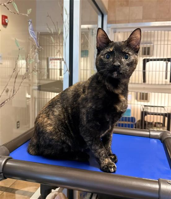 SICILY, Adoptable, Young Female Domestic Short Hair.