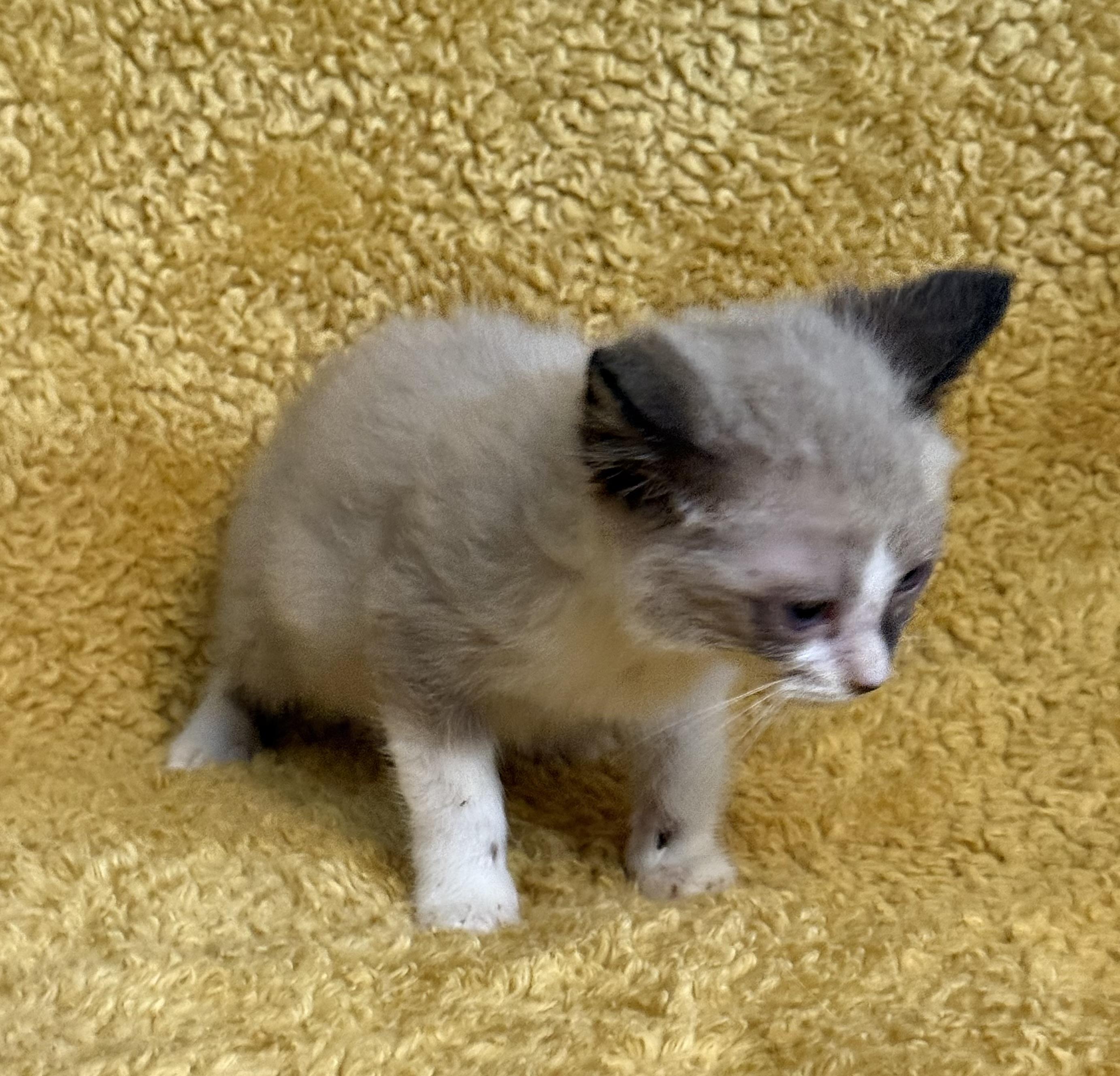 Simon 3