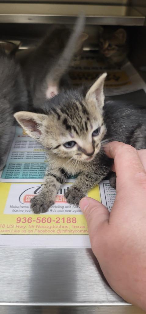 Magic, Adoptable, Kitten Female Tabby.
