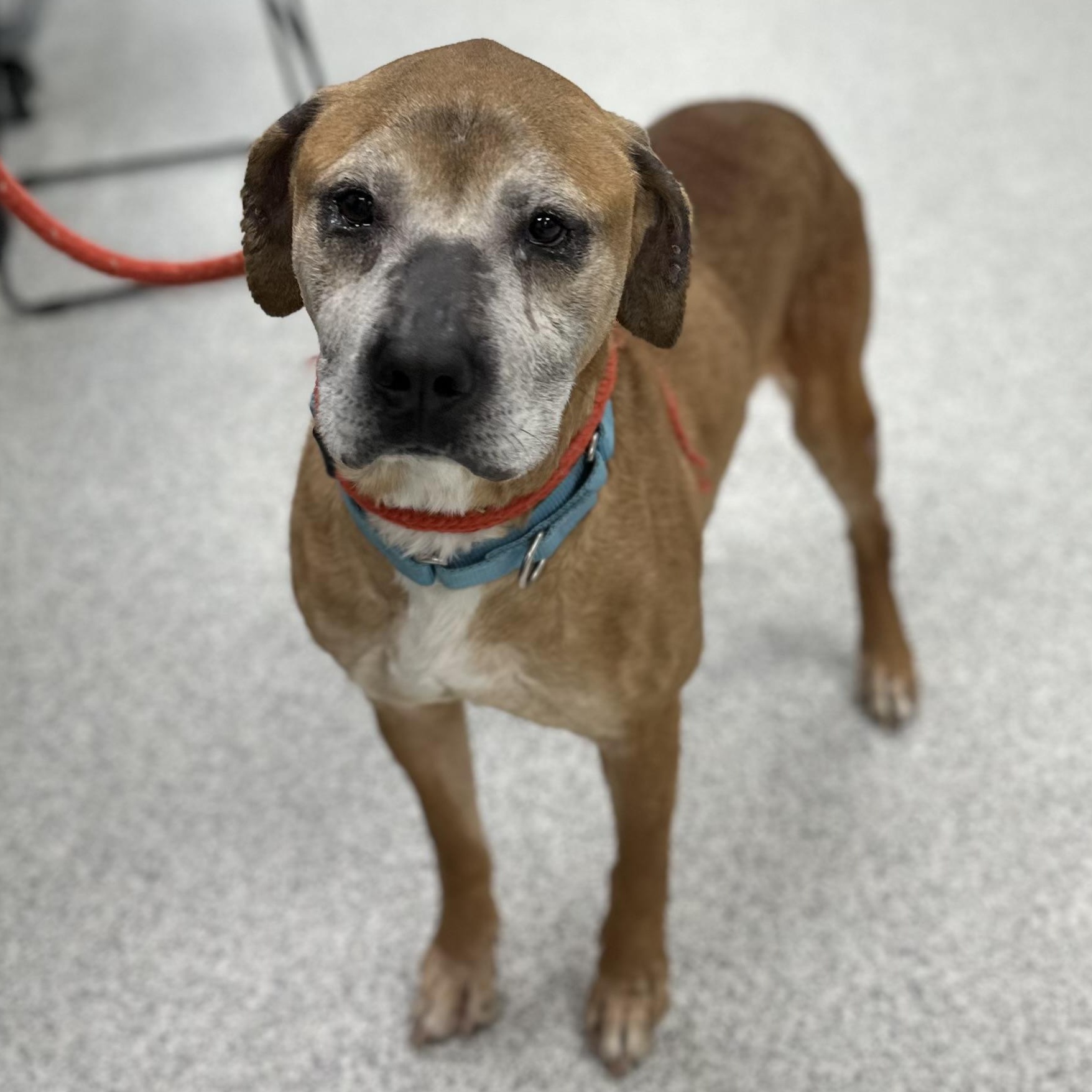 Duke, a Adoptable Mixed Breed in Youngstown, OH image 2/4