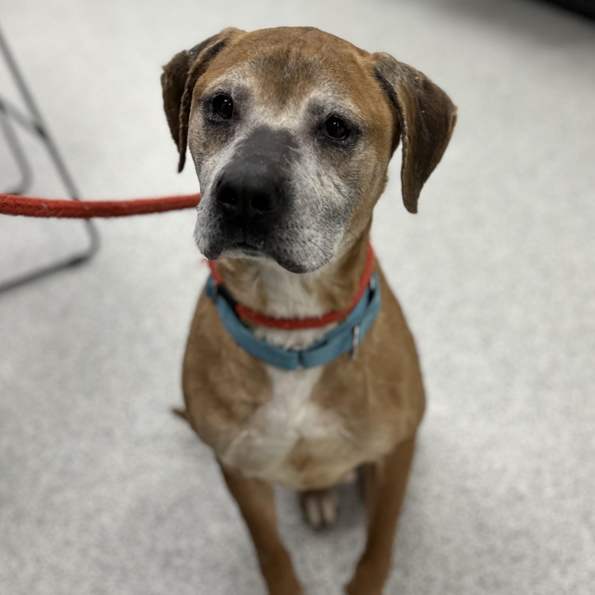 Duke, a Adoptable Mixed Breed in Youngstown, OH image 1/4