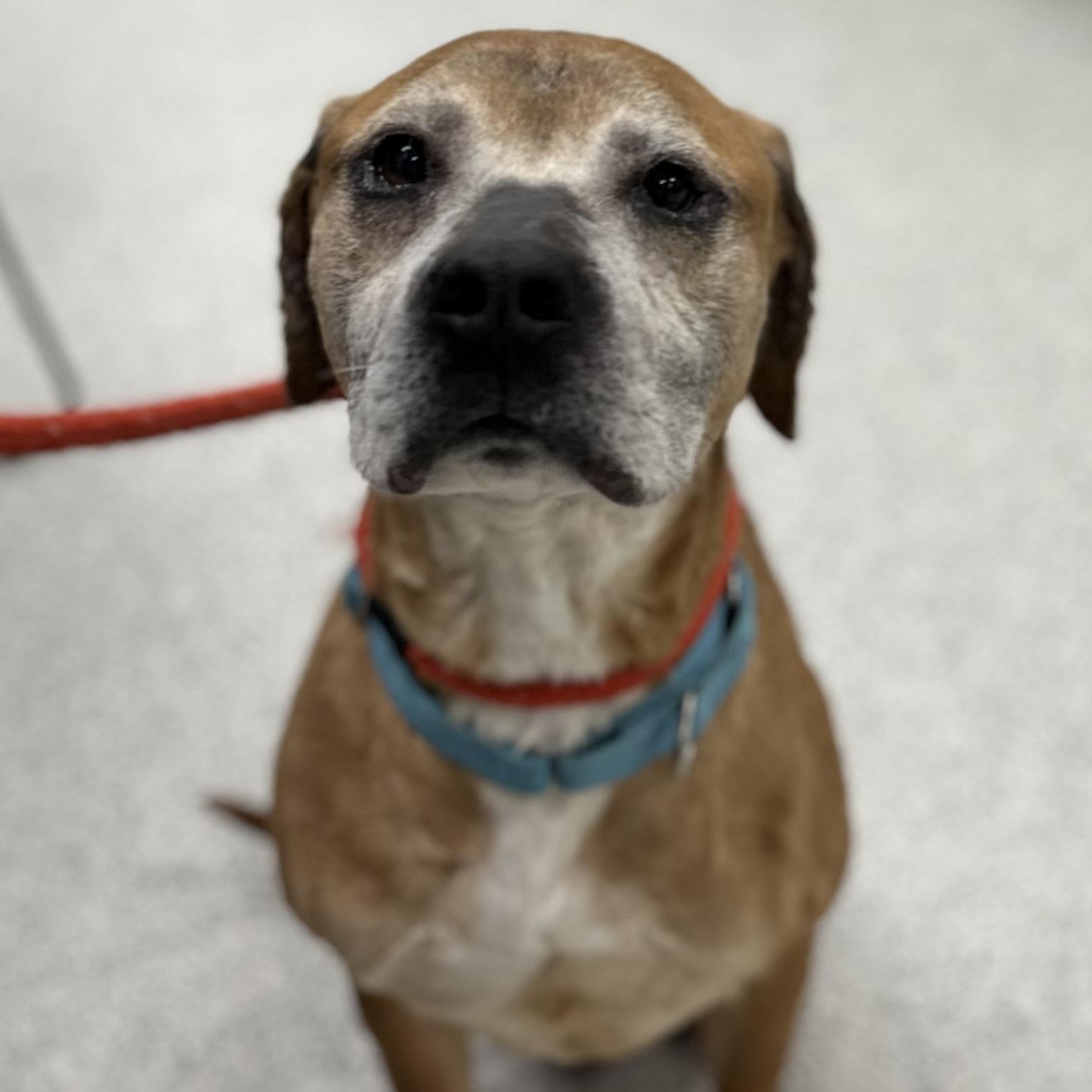 Duke, a Adoptable Mixed Breed in Youngstown, OH image 3/4