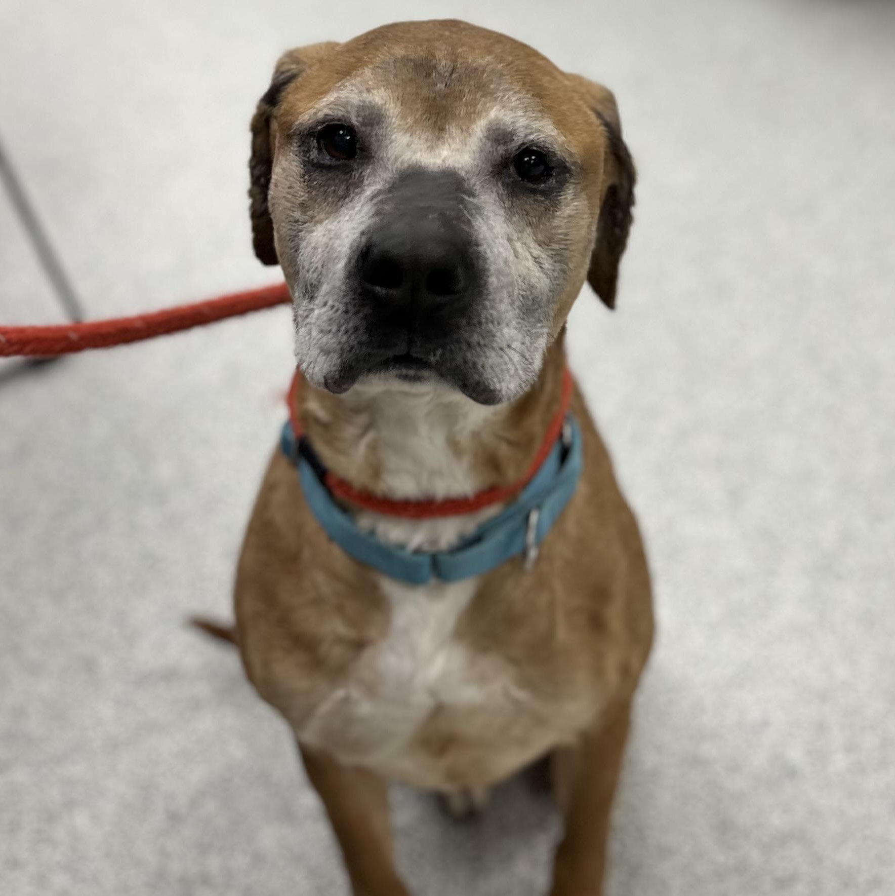 Duke, a Adoptable Mixed Breed in Youngstown, OH image 4/4