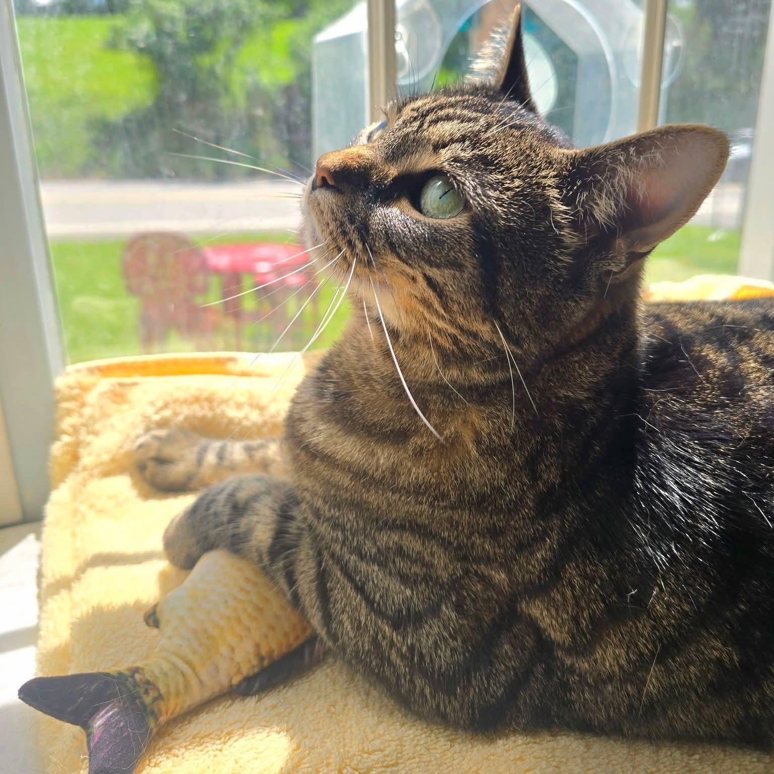 Emmie, an adopted mixed breed in South Park, PA image 5/5