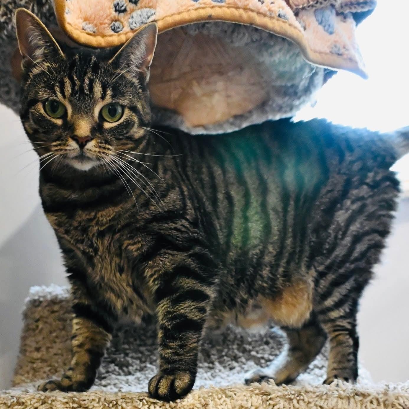 Emmie, adopted, Adult Female Tabby.