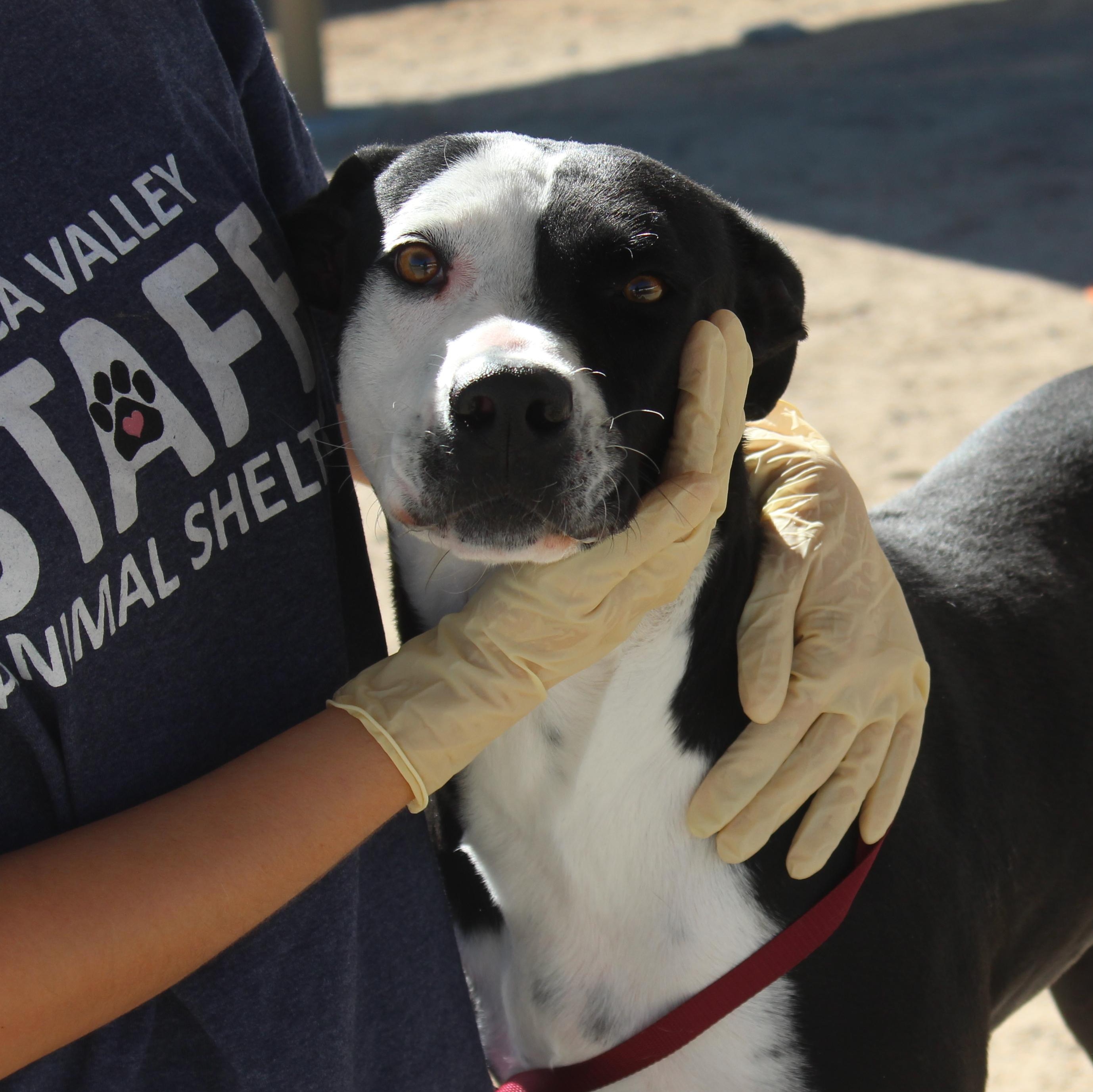 Enlarge Dottie, a ADOPTABLE mixed breed in Yucca Valley, CA image 2/6
