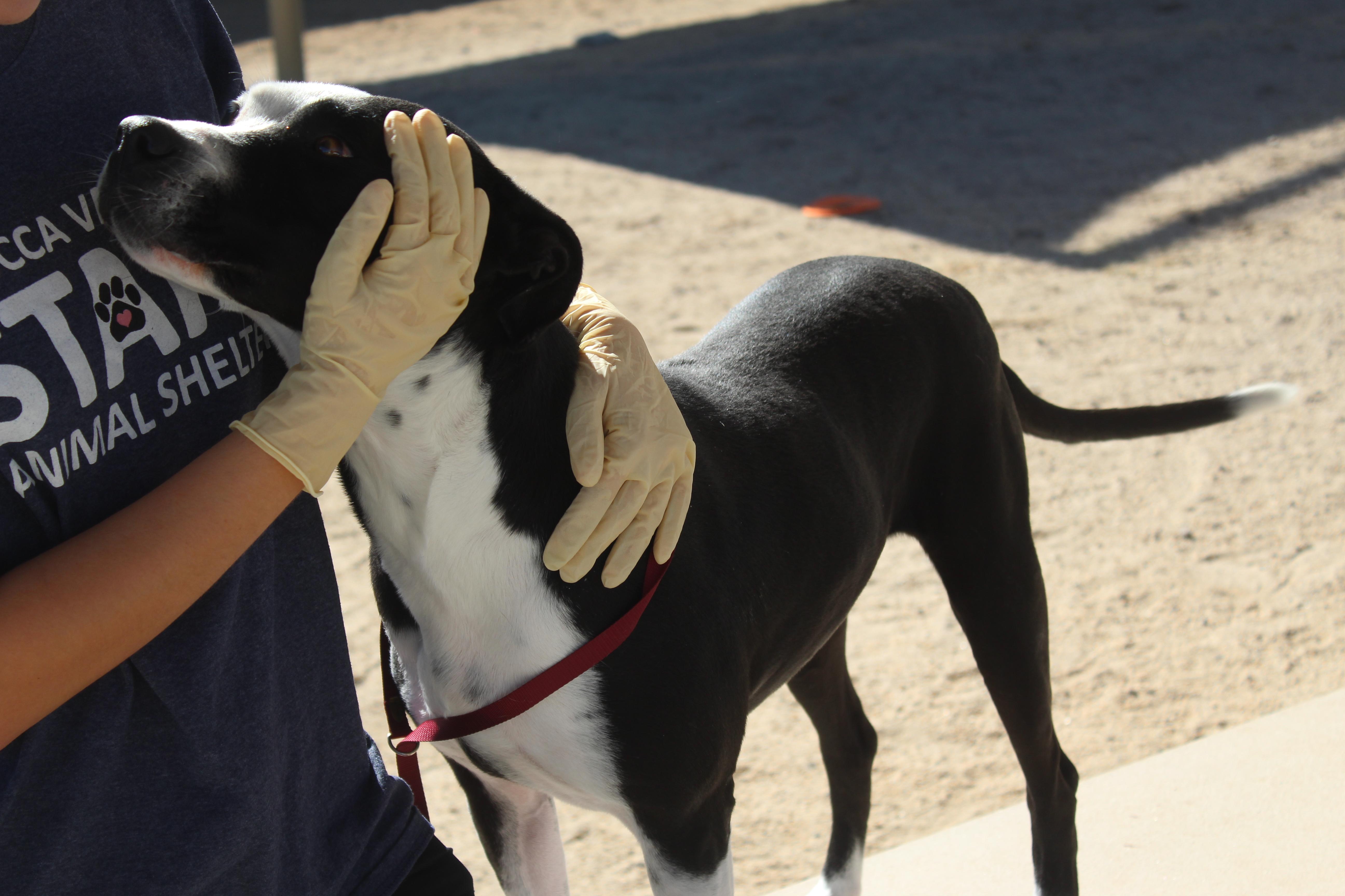 Enlarge Dottie, a ADOPTABLE mixed breed in Yucca Valley, CA image 6/6