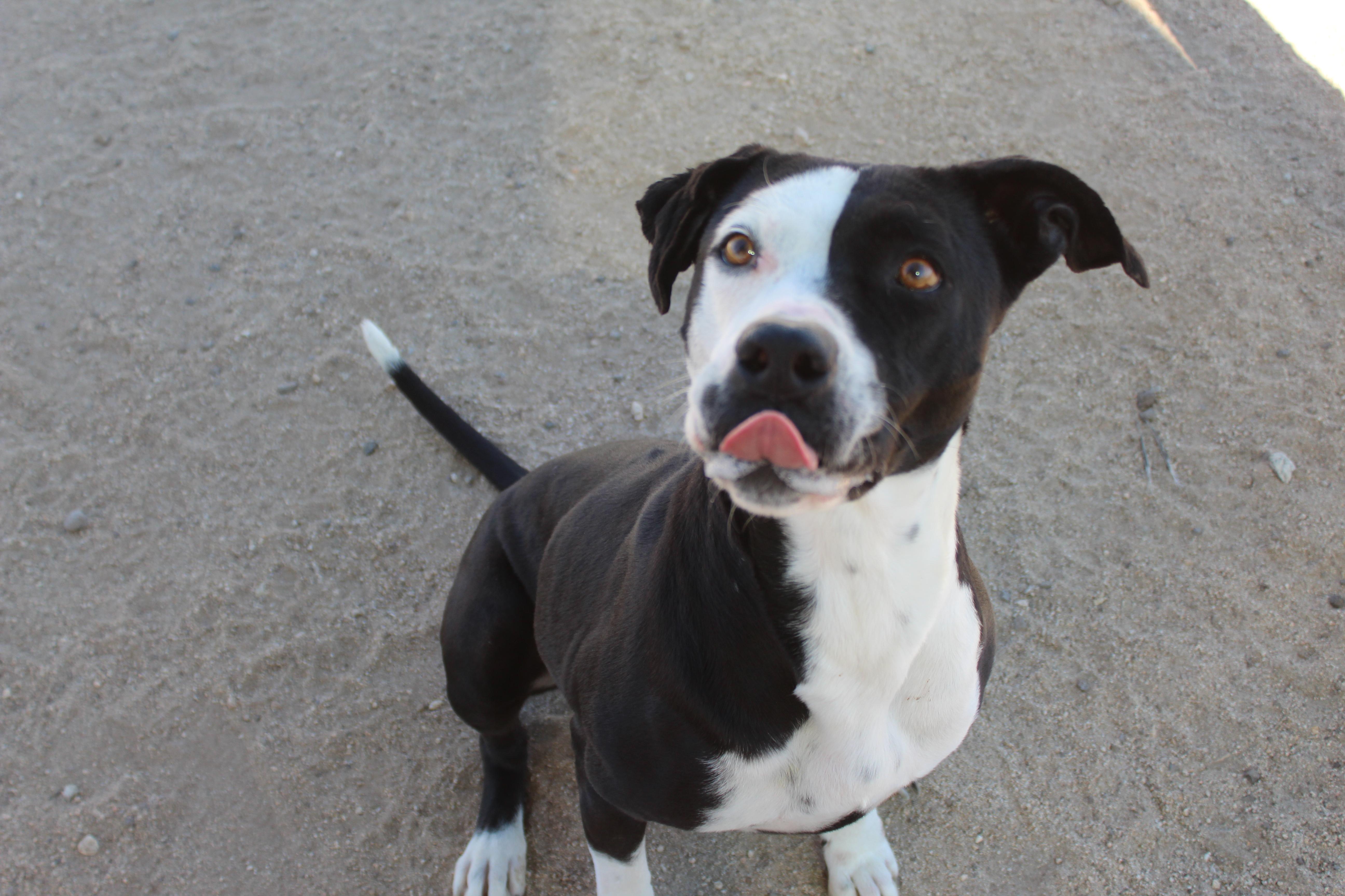 Enlarge Dottie, a ADOPTABLE mixed breed in Yucca Valley, CA image 5/6