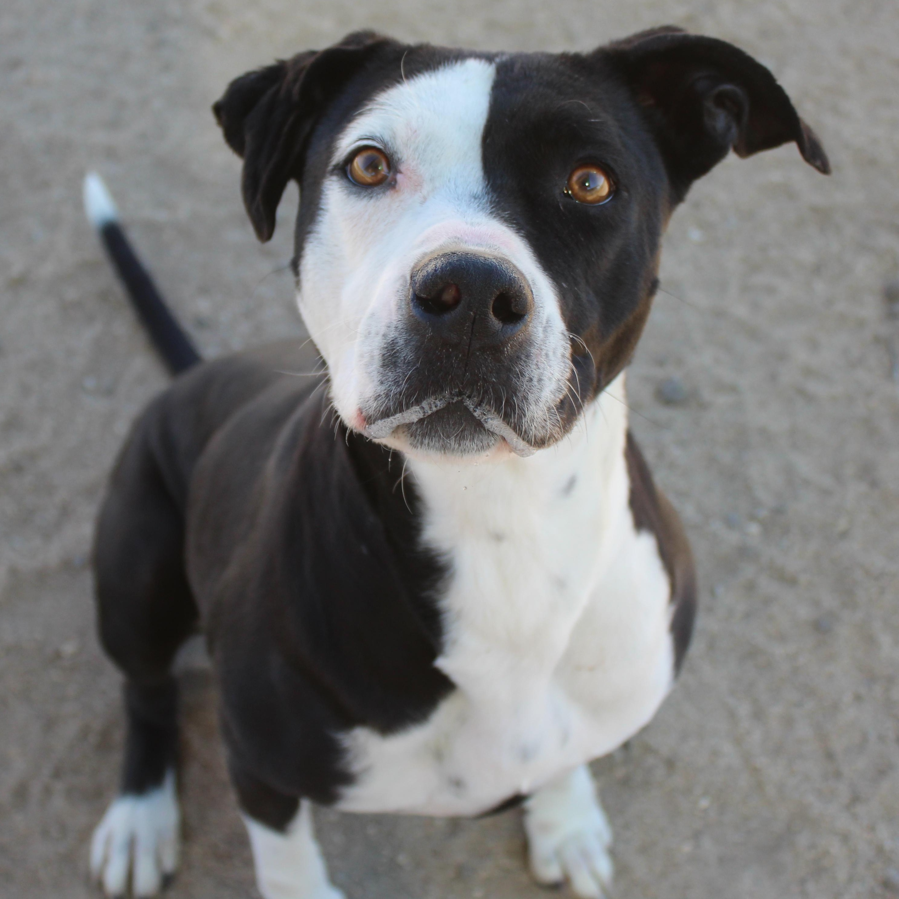 Enlarge Dottie, a ADOPTABLE mixed breed in Yucca Valley, CA image 1/6