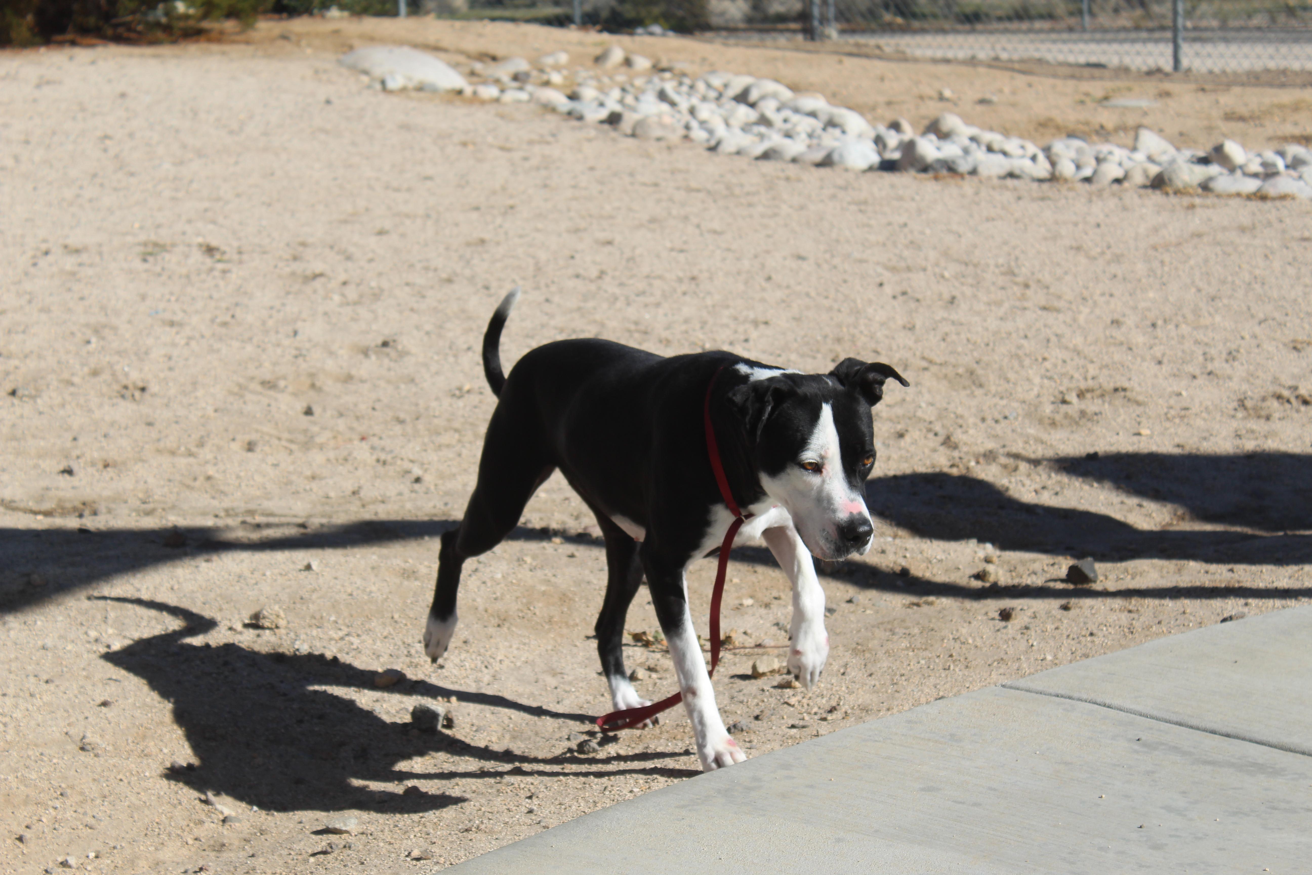 Enlarge Dottie, a ADOPTABLE mixed breed in Yucca Valley, CA image 3/6