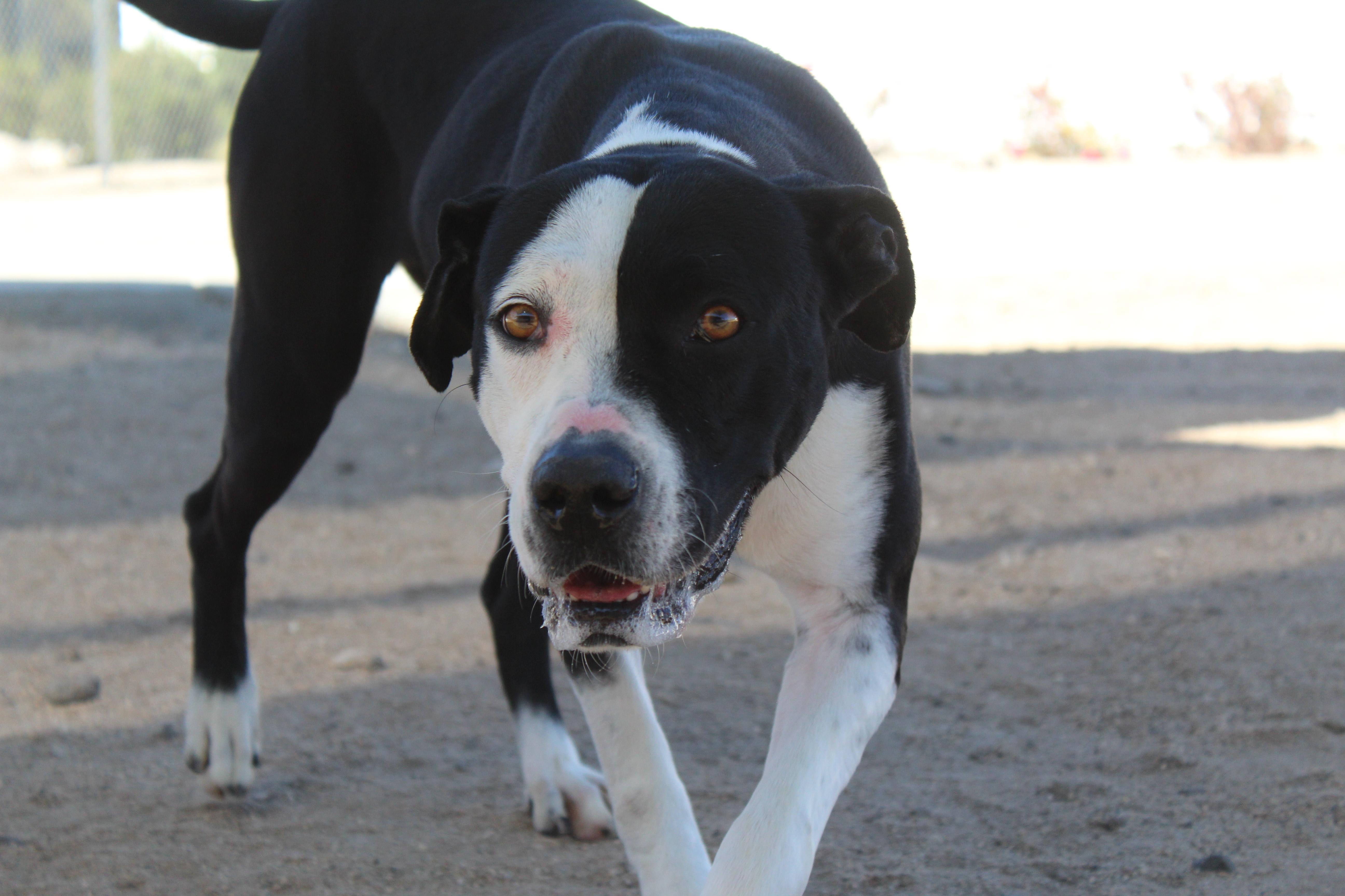 Enlarge Dottie, a ADOPTABLE mixed breed in Yucca Valley, CA image 4/6