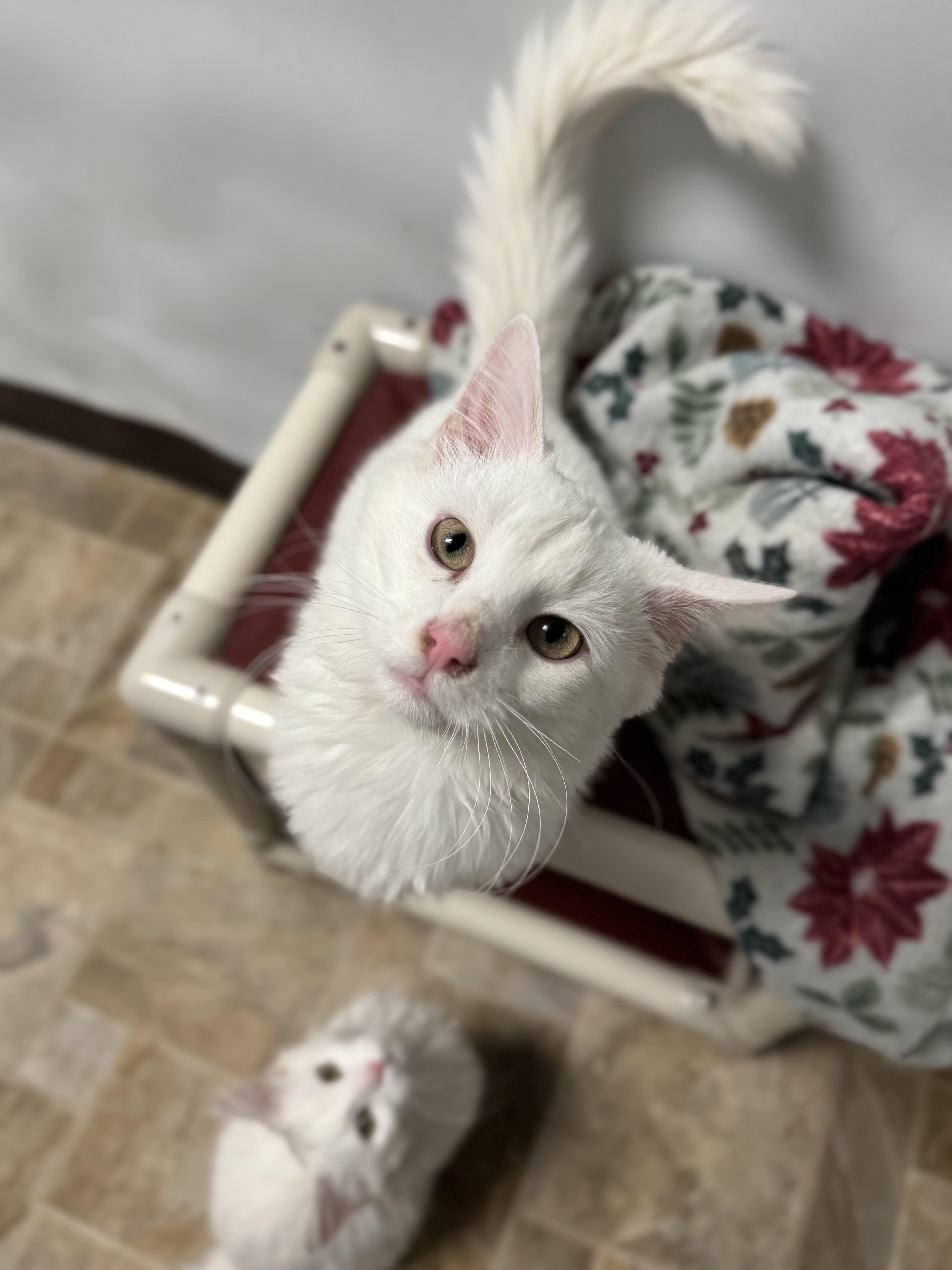 Kristoff, an adopted Domestic Long Hair in Dodgeville, WI image 2/2