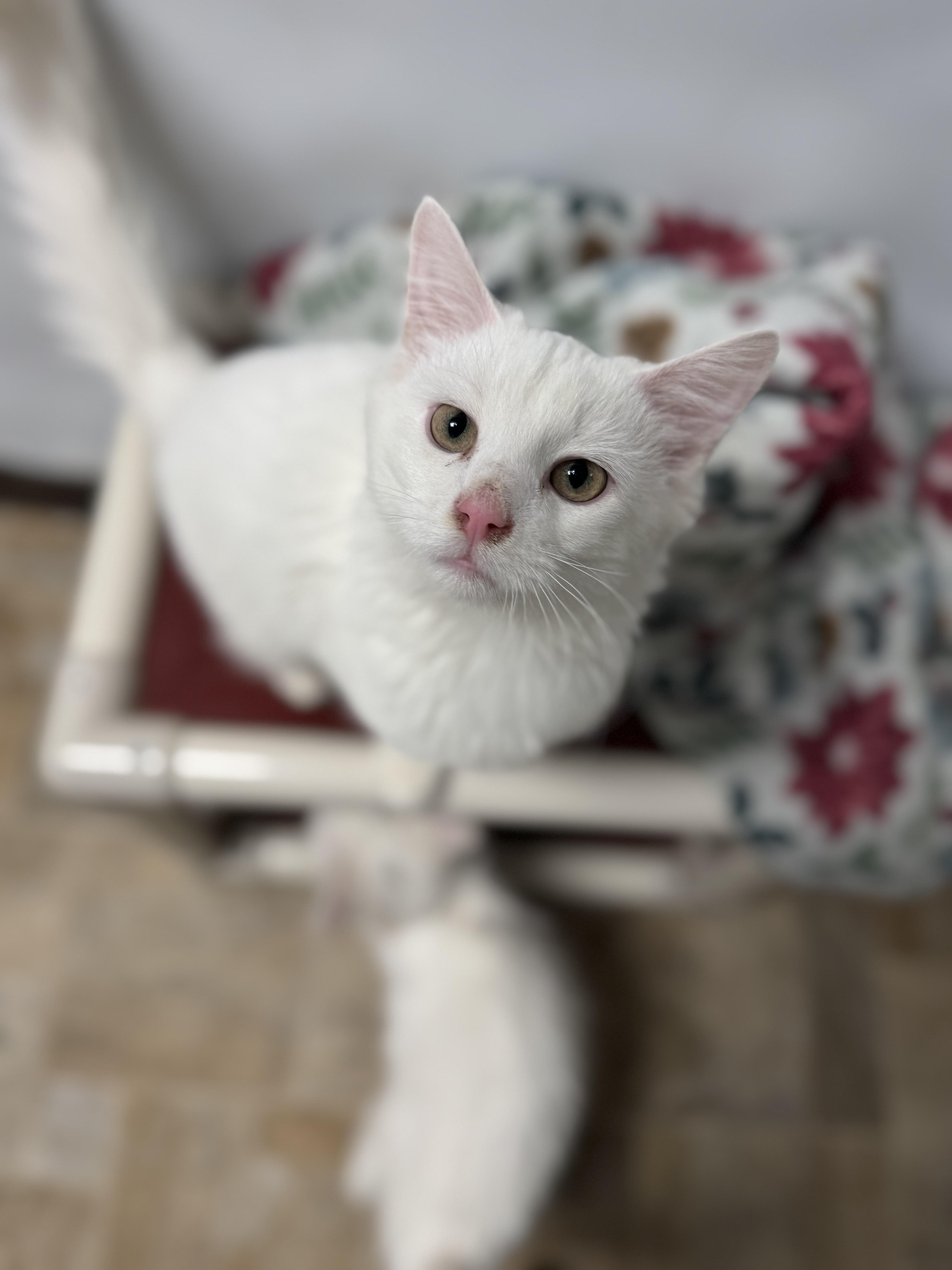 Kristoff, adopted, Young Male Domestic Long Hair.