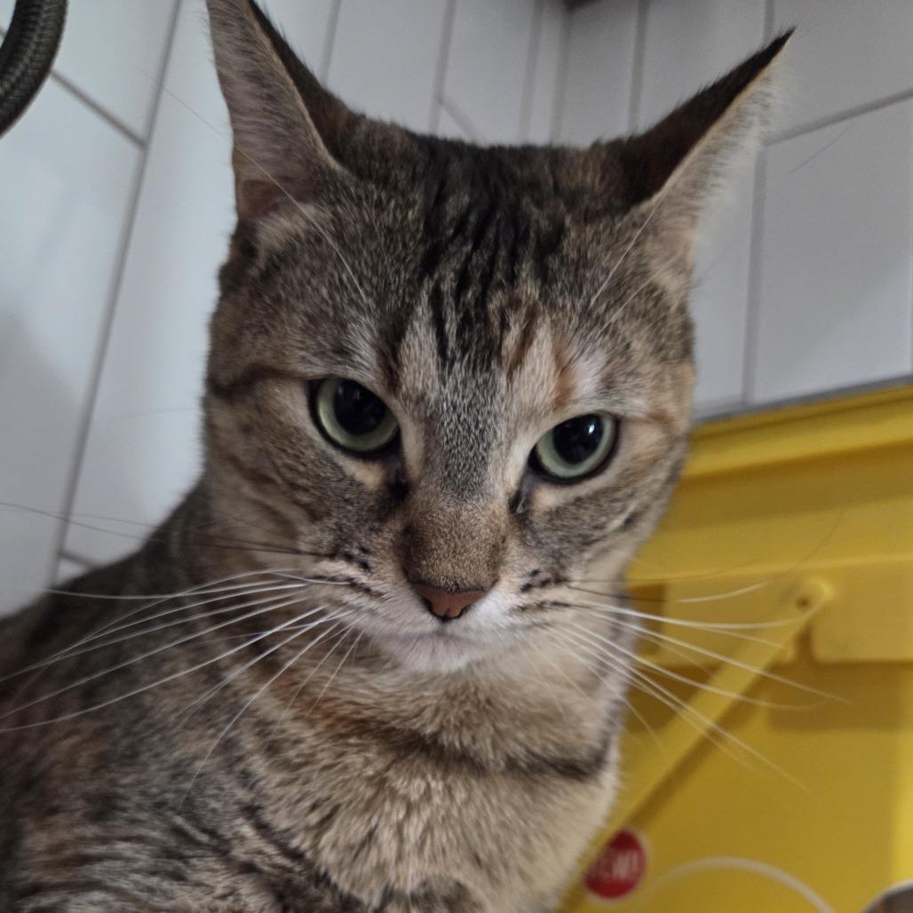 Mochi, Adoptable, Adult Female Domestic Short Hair.