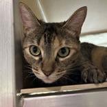 Mochi, Adoptable, Adult Female Domestic Short Hair.