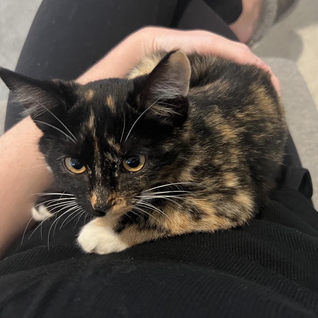 Holly, Adoptable, Kitten Female Domestic Medium Hair.