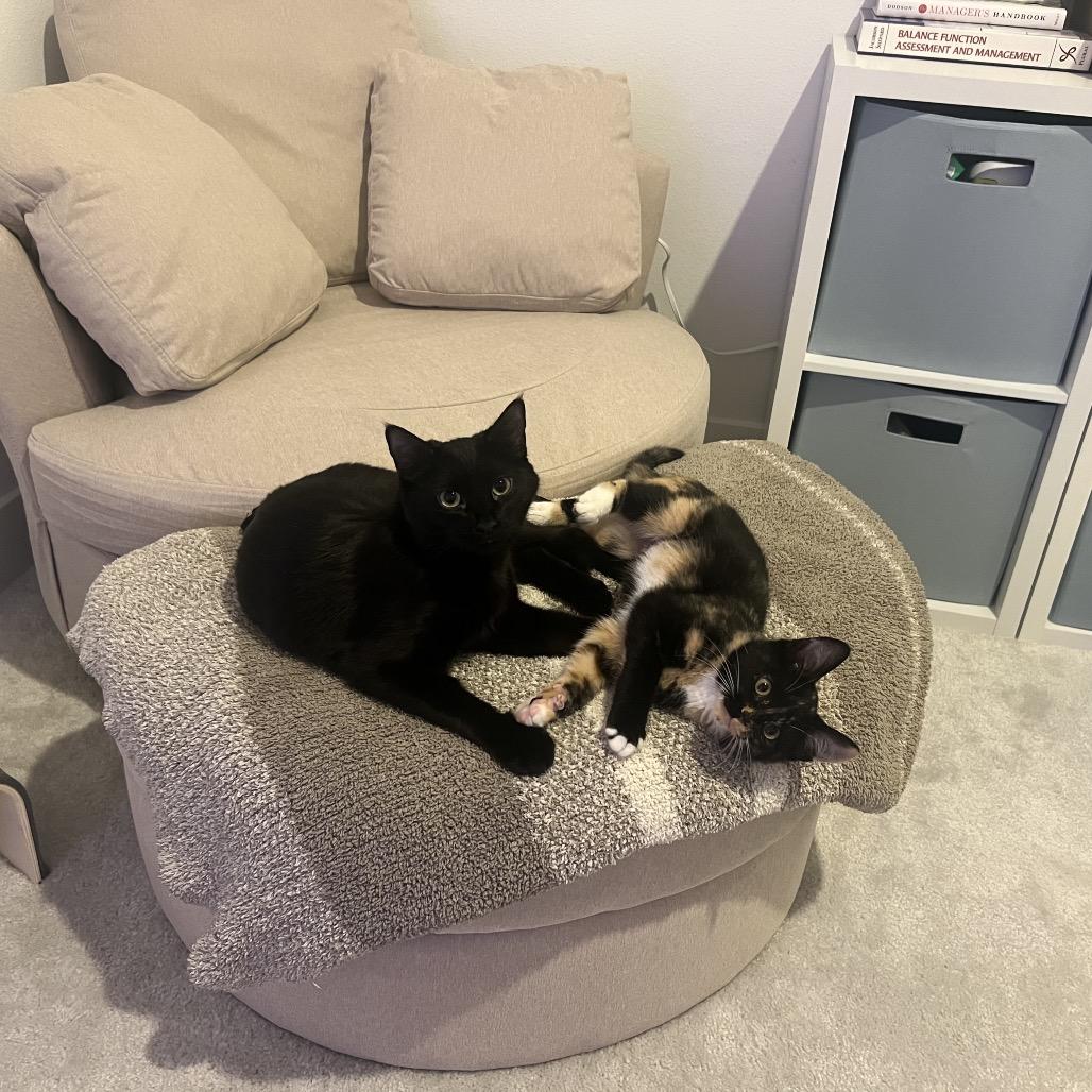 Enlarge Holly, a Adoptable Domestic Medium Hair in Tustin, CA image 2/4