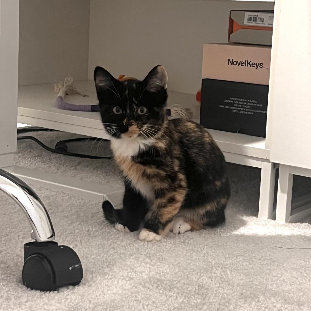 Enlarge Holly, a Adoptable Domestic Medium Hair in Tustin, CA image 4/4