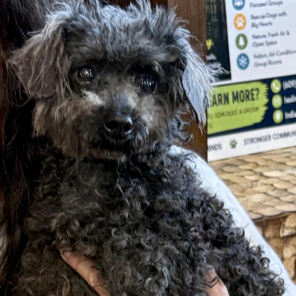 RUTHIE (702), Adoptable, Senior Female Miniature Poodle.