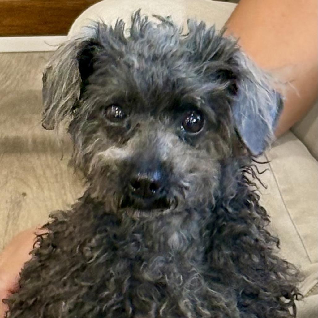 Enlarge RUTHIE (702), a Adoptable Miniature Poodle in Indiantown, FL image 2/6