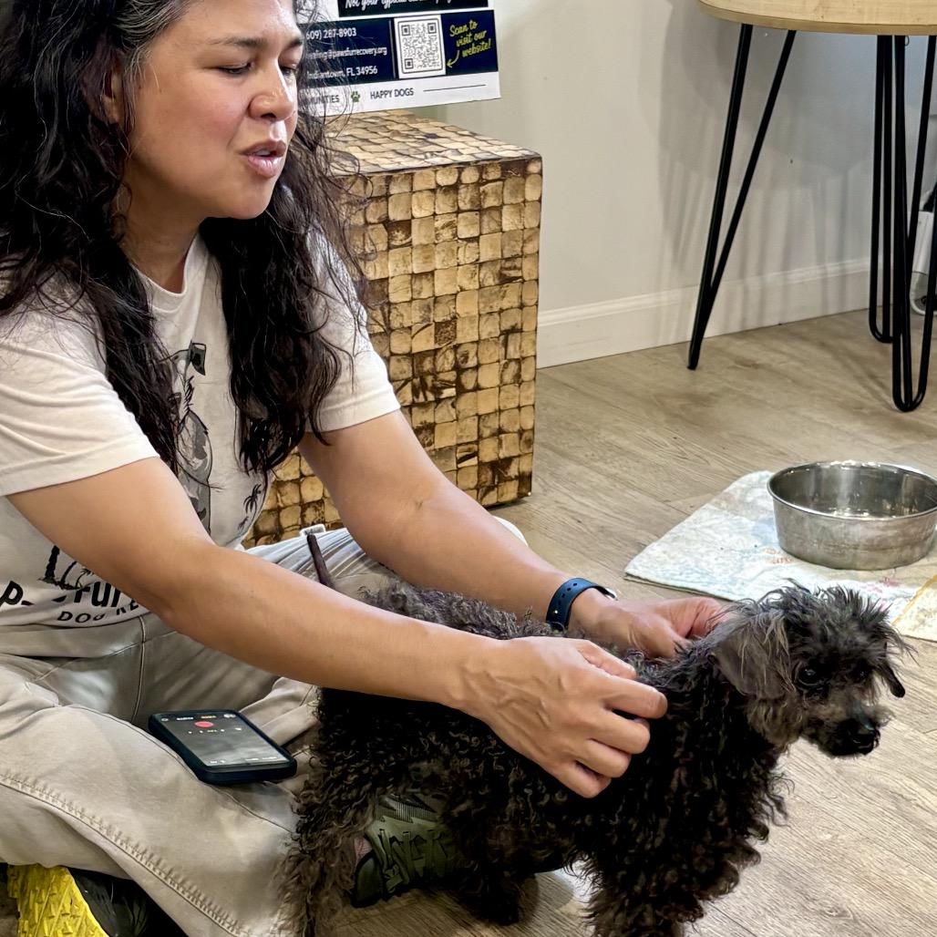 Enlarge RUTHIE (702), a Adoptable Miniature Poodle in Indiantown, FL image 4/6