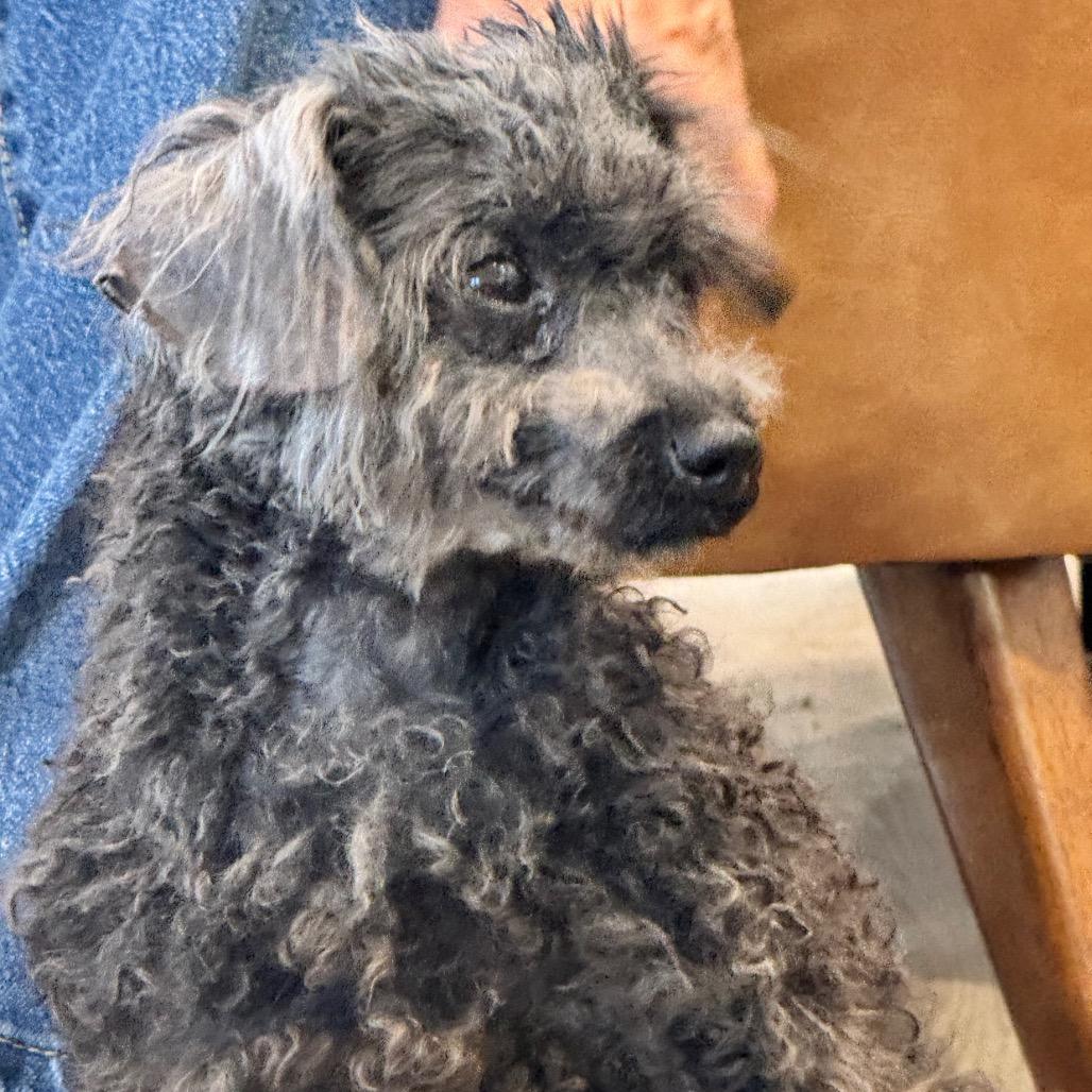 Enlarge RUTHIE (702), a Adoptable Miniature Poodle in Indiantown, FL image 6/6