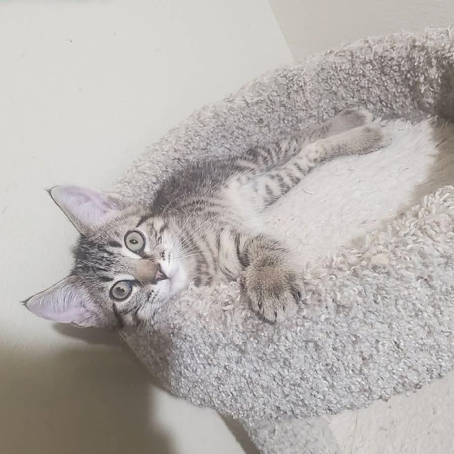 Journey, ADOPTABLE, Kitten Male Domestic Short Hair.