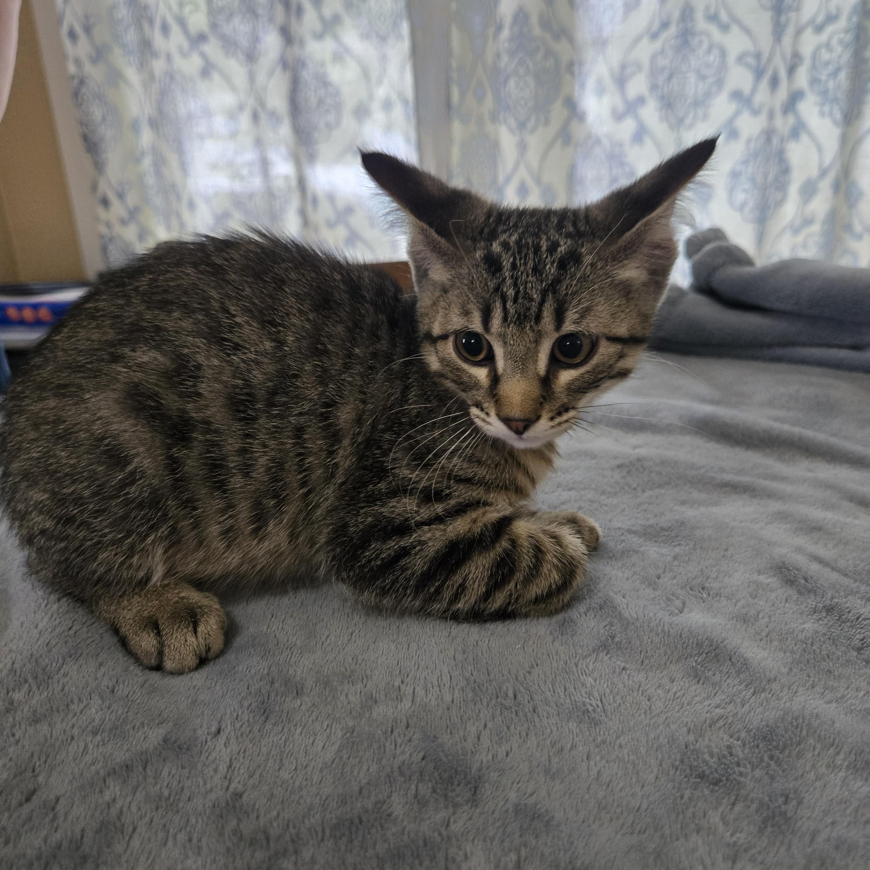 Journey, a ADOPTABLE Domestic Short Hair in Sedalia, MO image 2/2