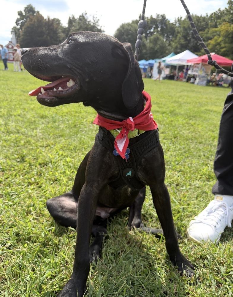 Rhett - Batesville Litter of 3, Adoptable, Puppy Male Pit Bull Terrier & Terrier.