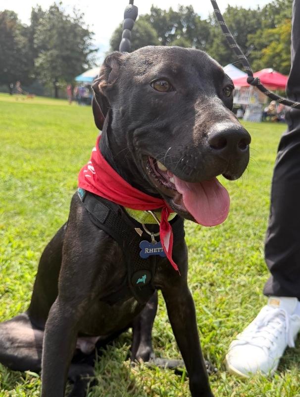 Enlarge Rhett - Batesville Litter of 3, a Adoptable mixed breed in Lancaster, PA image 2/6