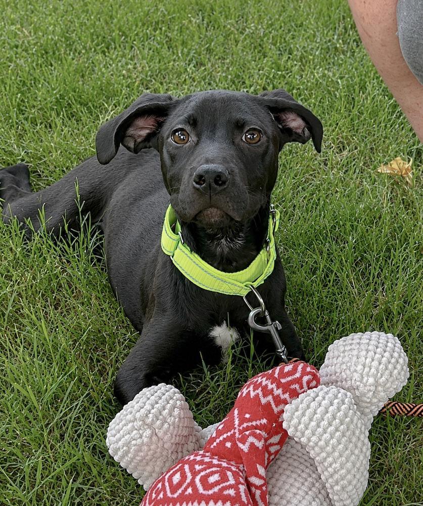 Enlarge Rhett - Batesville Litter of 3, a Adoptable mixed breed in Lancaster, PA image 3/6