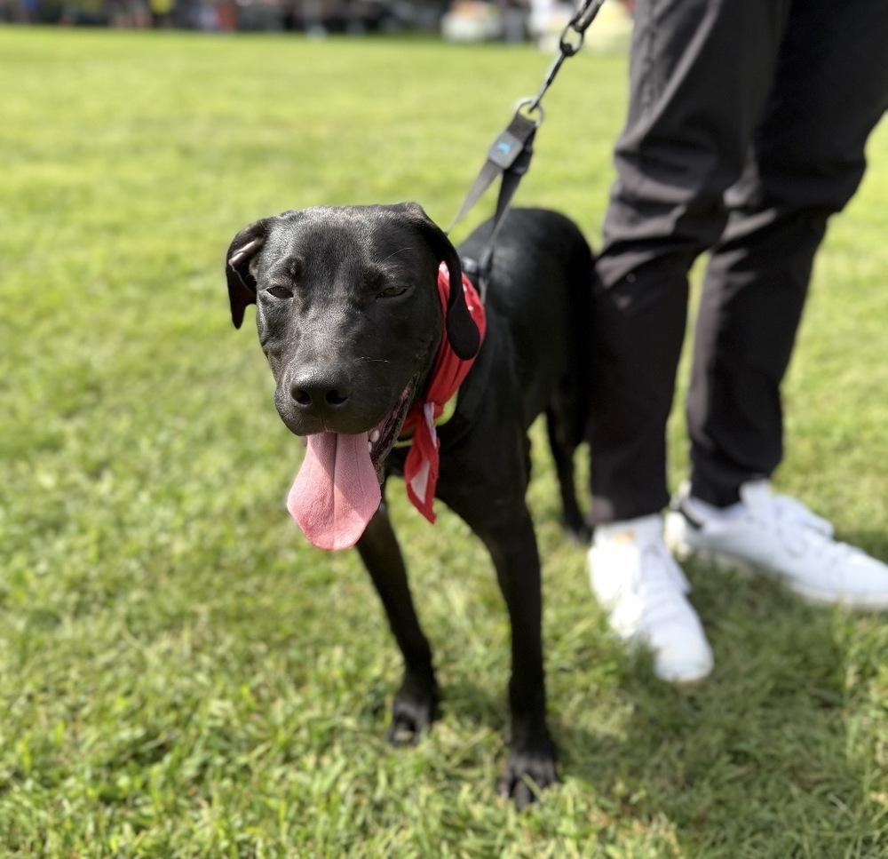 Enlarge Rhett - Batesville Litter of 3, a Adoptable mixed breed in Lancaster, PA image 5/6