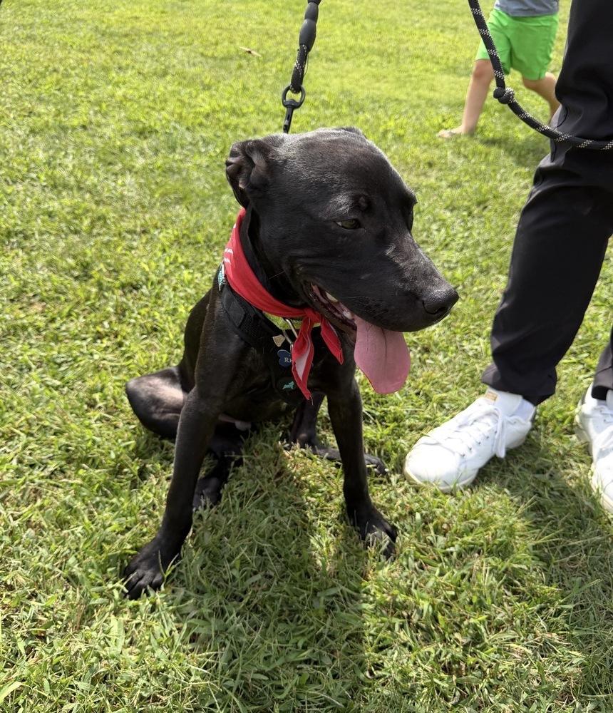 Enlarge Rhett - Batesville Litter of 3, a Adoptable mixed breed in Lancaster, PA image 6/6