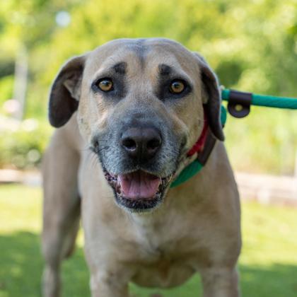 Lovebug, Adoptable, Adult Female Mixed Breed & Mixed Breed.