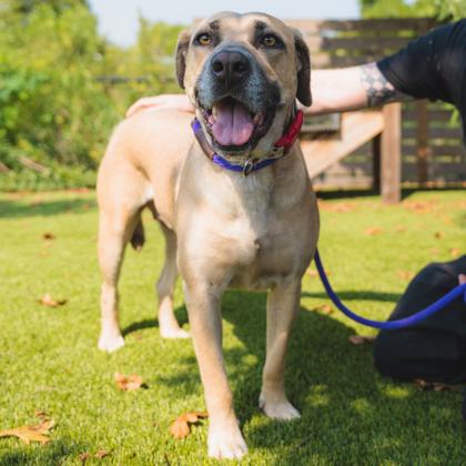 Enlarge Lovebug, a Adoptable mixed breed in Atlanta, GA image 2/3