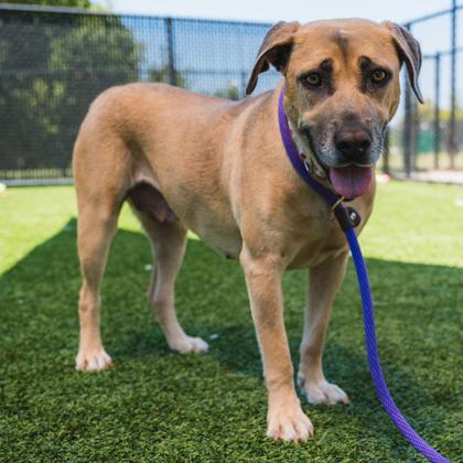 Enlarge Lovebug, a Adoptable mixed breed in Atlanta, GA image 3/3
