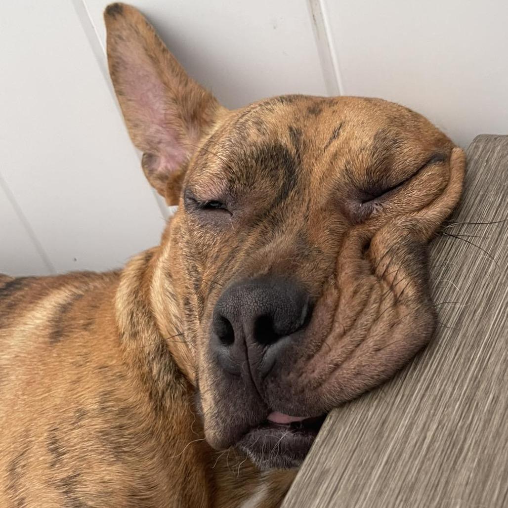 Jason, Adoptable, Adult Male French Bulldog & Pit Bull Terrier.