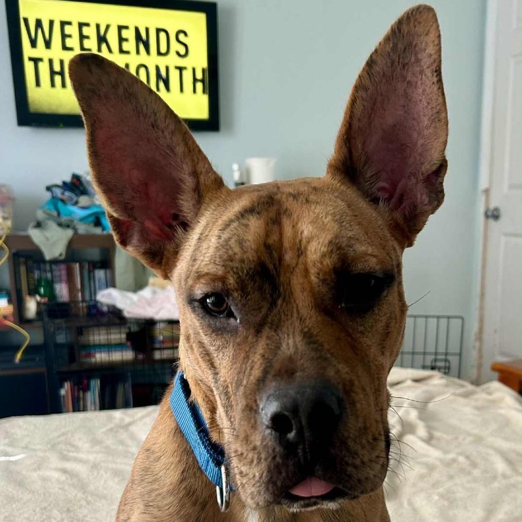 Enlarge Jason, a Adoptable mixed breed in Lutz, FL image 2/3