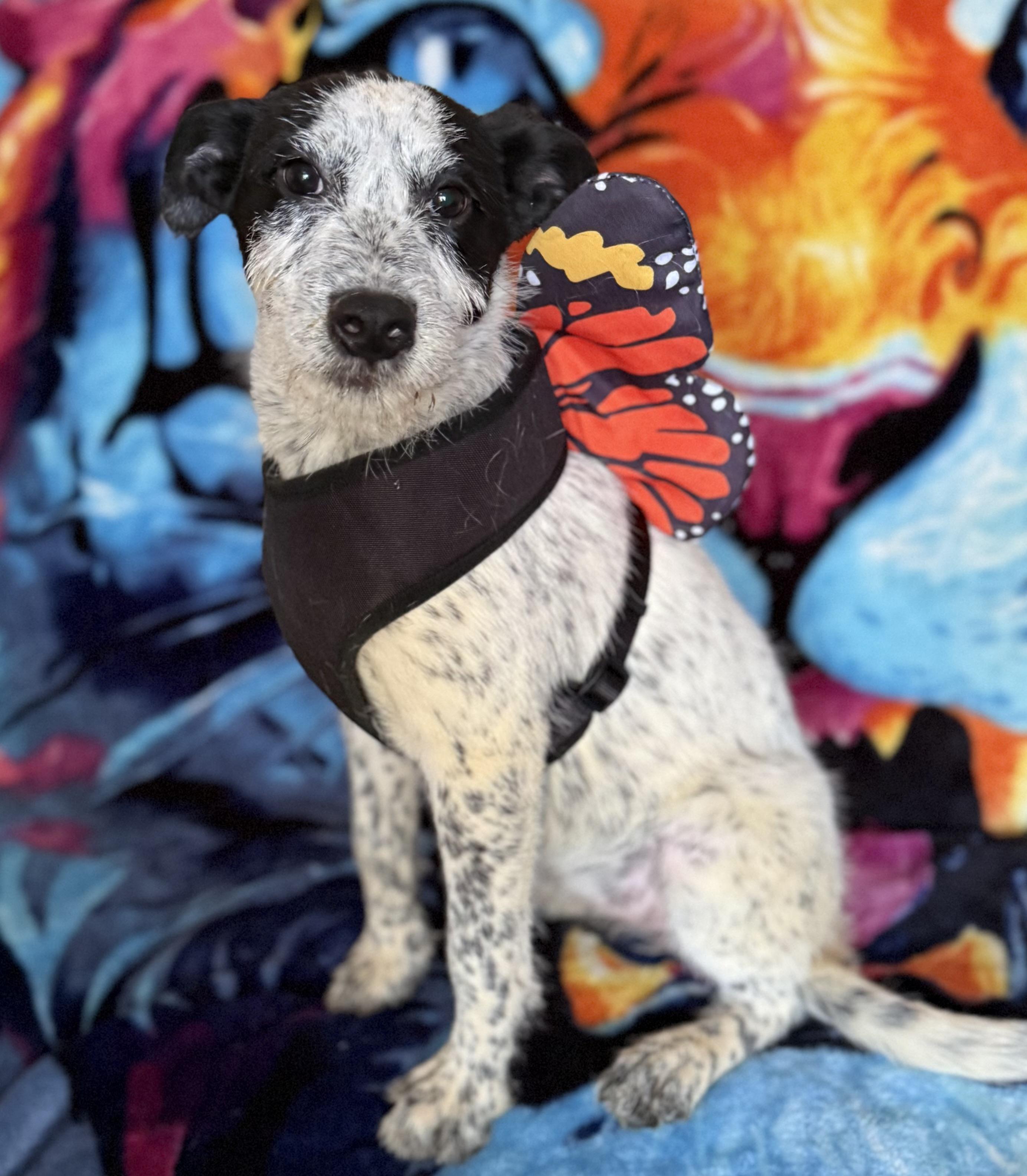 Margot, Adoptable, Puppy Female Australian Cattle Dog / Blue Heeler & Terrier.