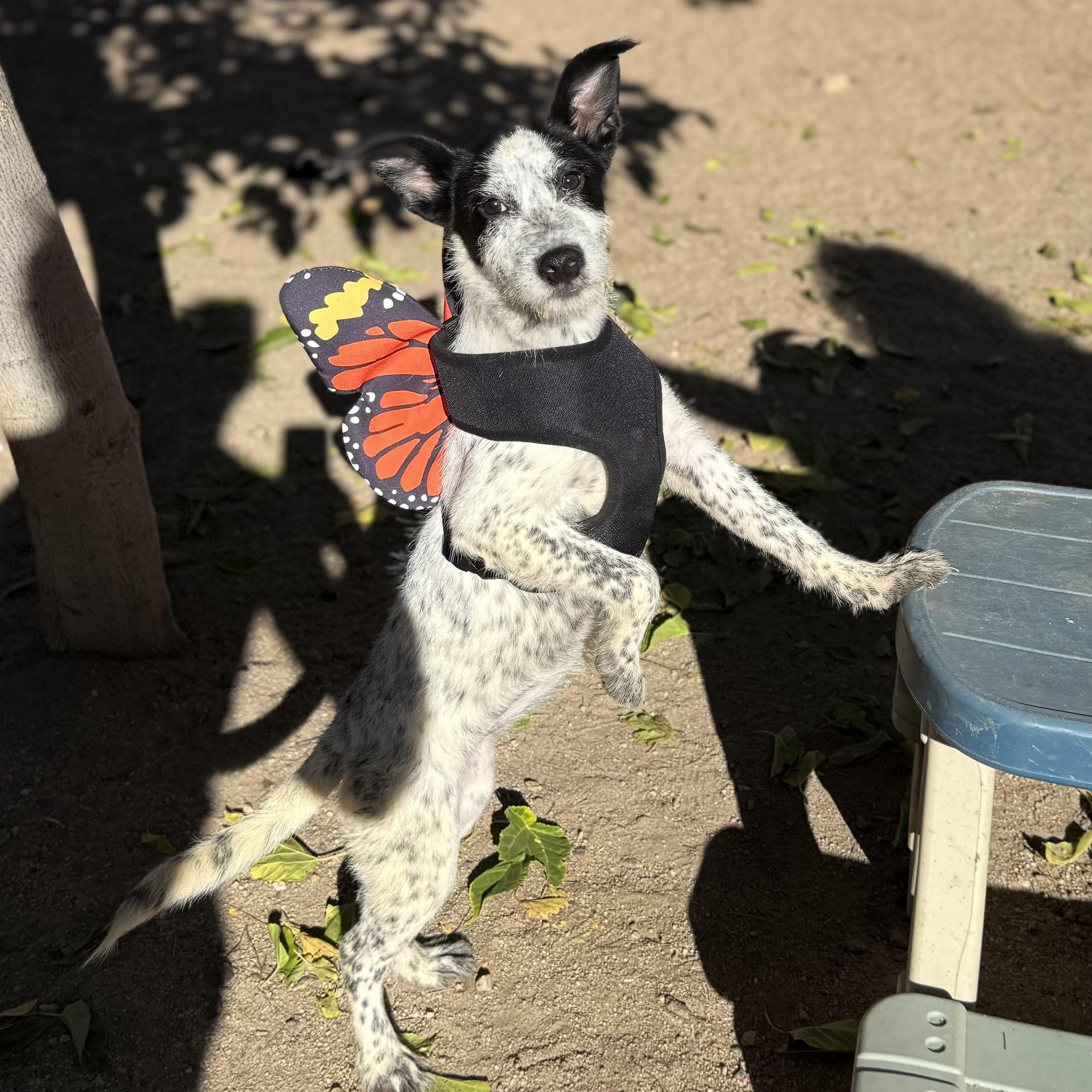 Margot, a Adoptable mixed breed in Hesperia, CA image 2/5