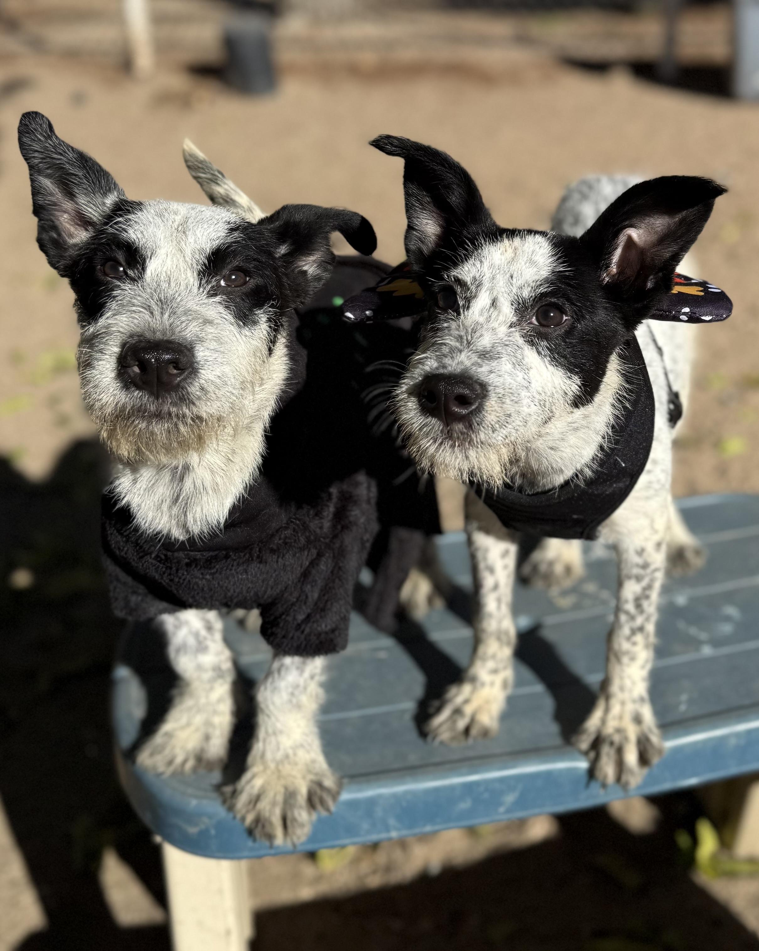 Margot, a Adoptable mixed breed in Hesperia, CA image 5/5