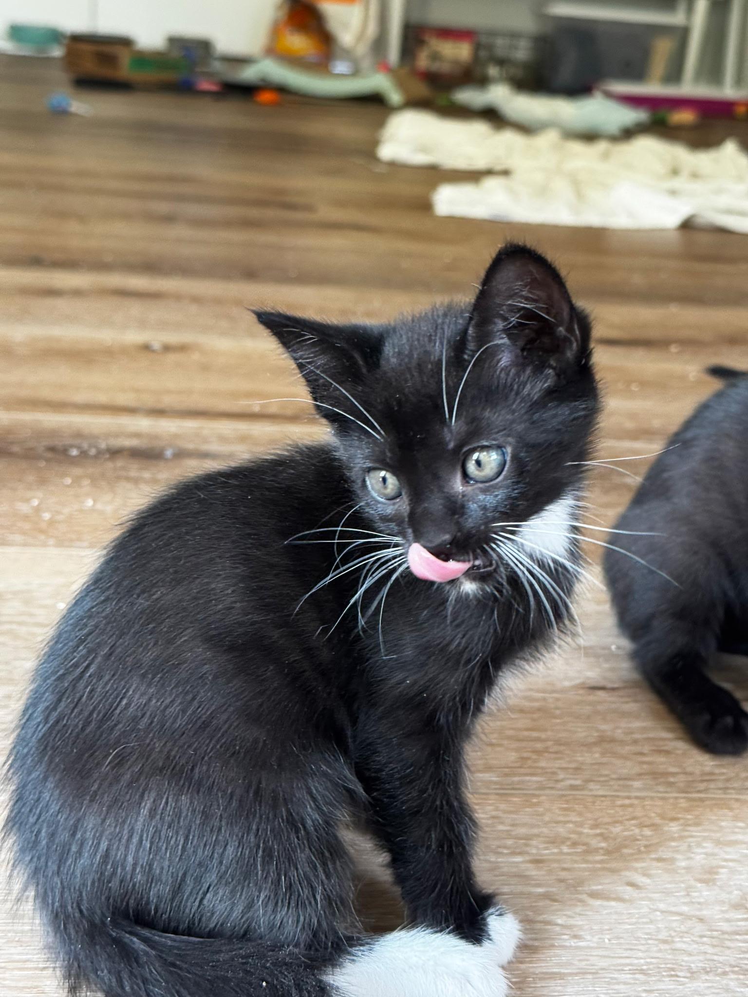 Buchanan , an adopted Domestic Short Hair in Pacific Palisades, CA image 1/2