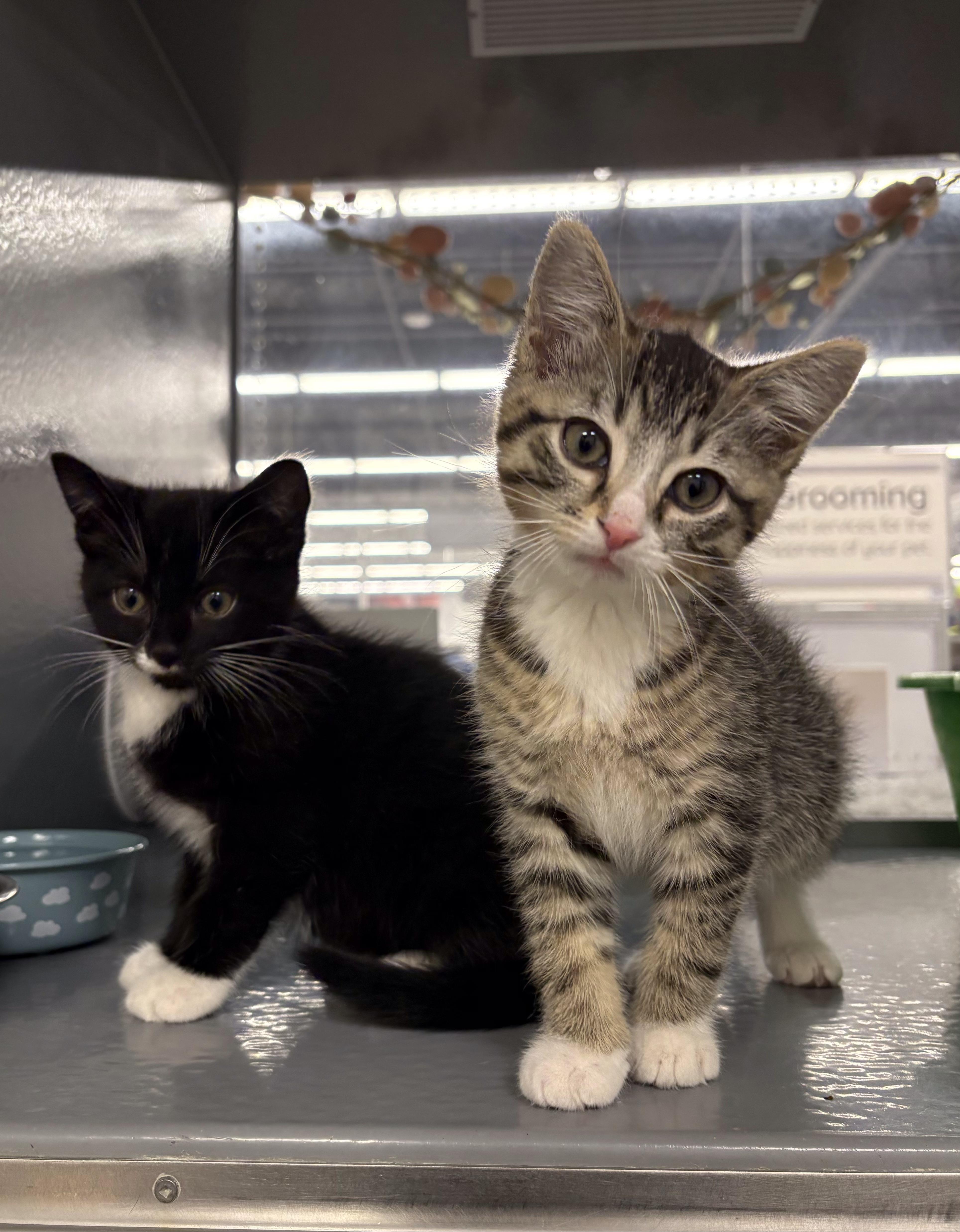 Enlarge Arrow, a Adoptable Domestic Short Hair in Pickering, ON image 1/2