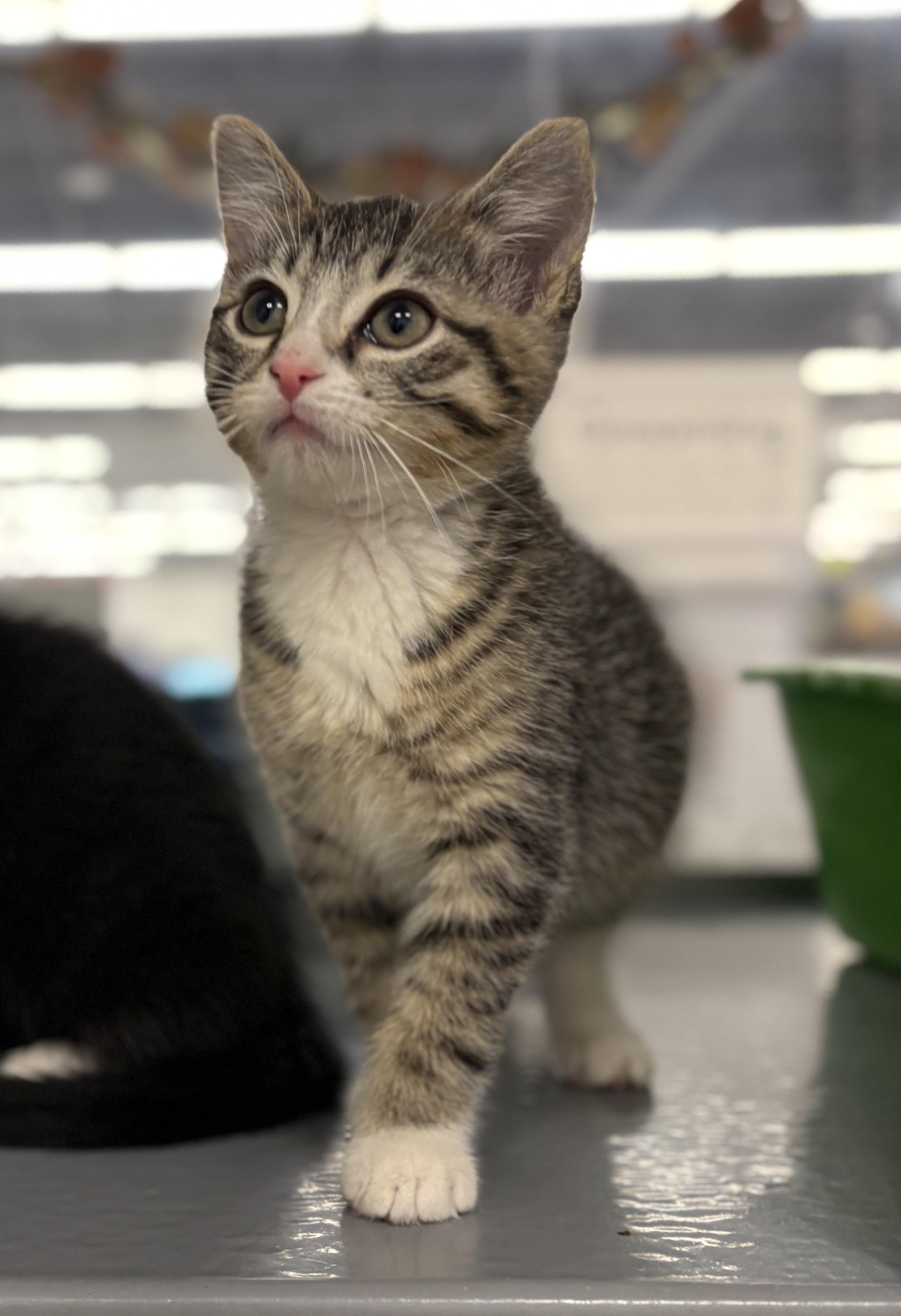 Enlarge Arrow, a Adoptable Domestic Short Hair in Pickering, ON image 2/2